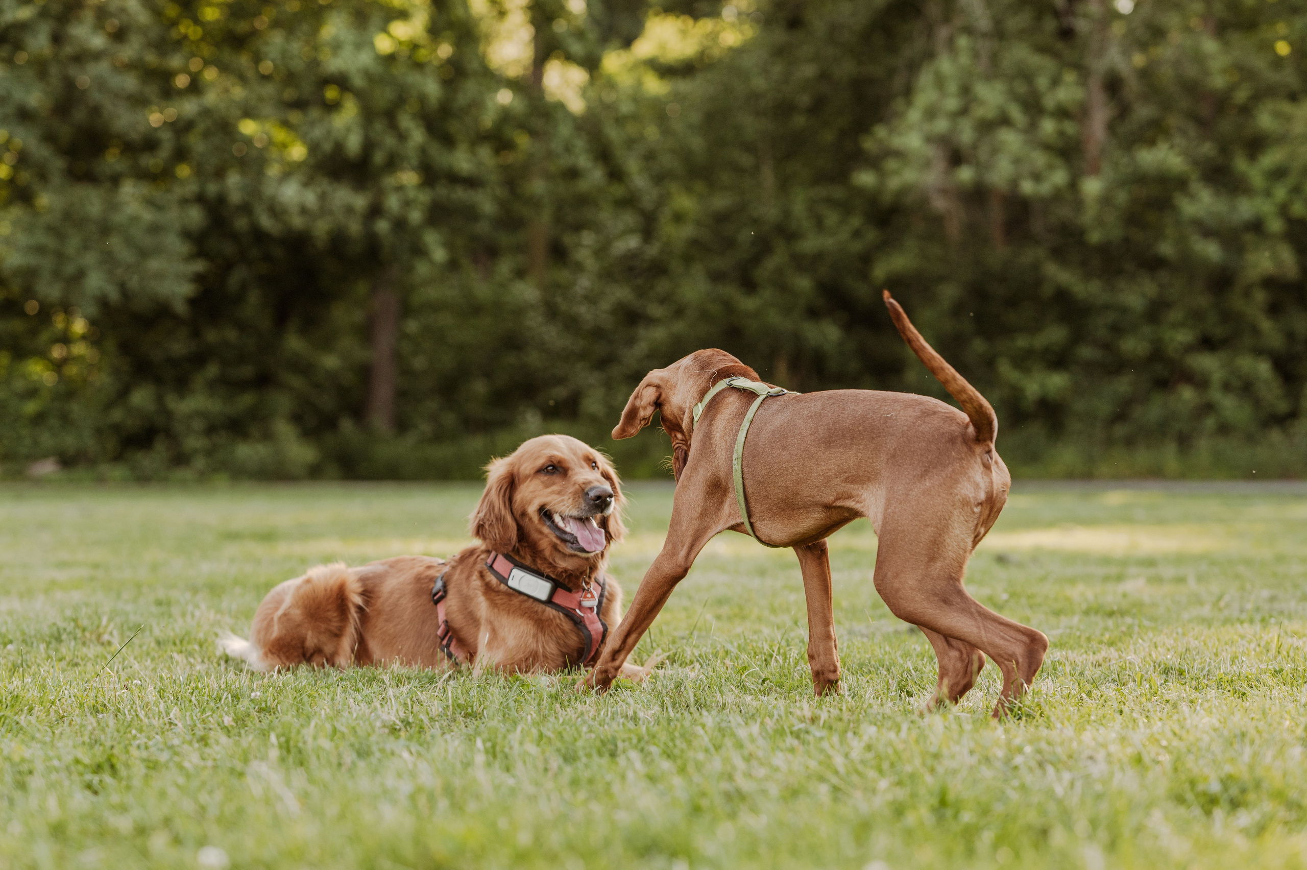 Golden Retriever Tuuli und Vizsla Ori rennen über die Hundewiese im Rosentalpark in Leipzig – ausgelassenes Hundespiel im Sonnenlicht.