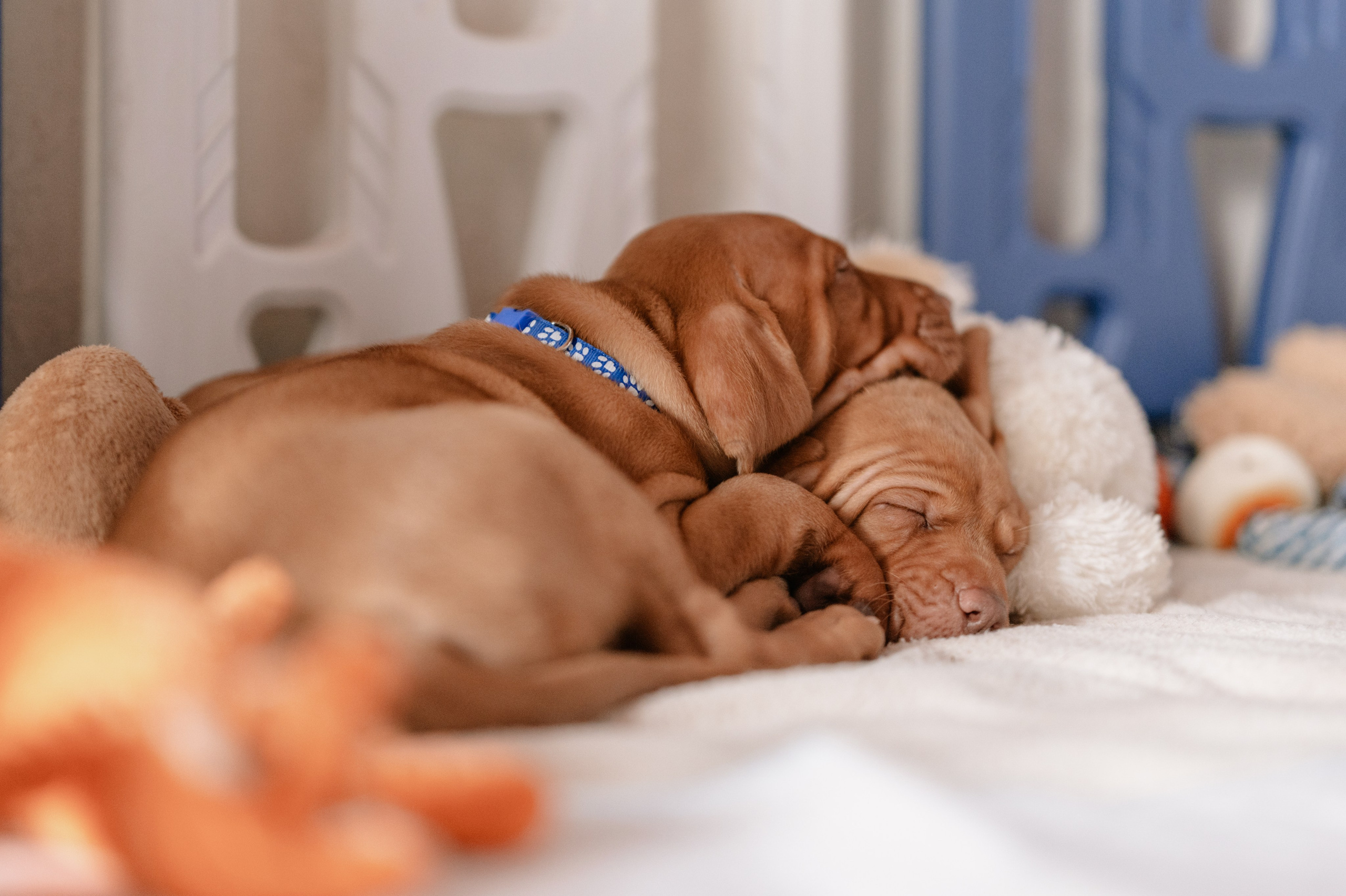 Viszla Welpen Fotoshooting – Unser Weg zum neuen Familienmitglied. RawPeek