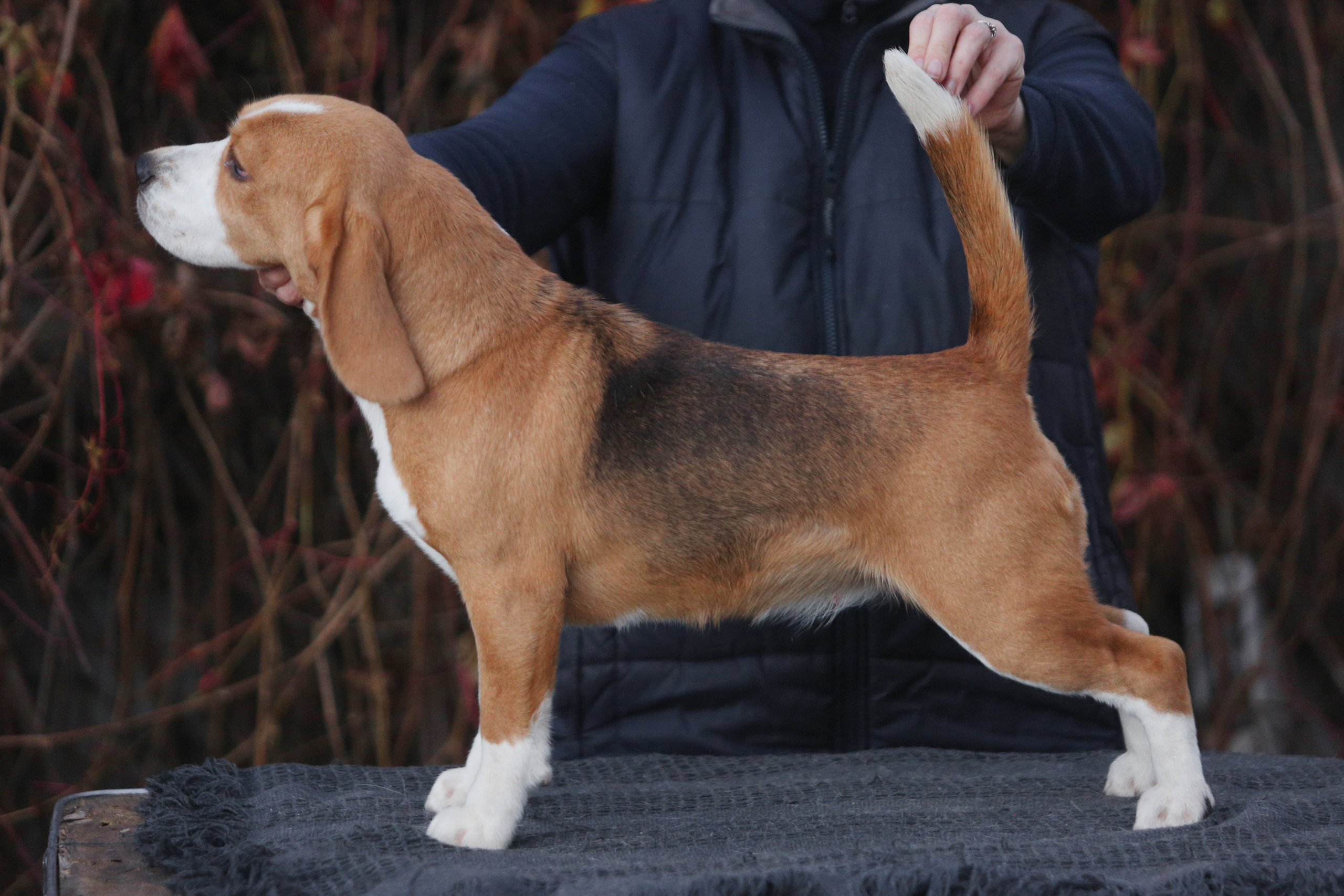 Лате. Питомник биглей Selesta’s Dreams