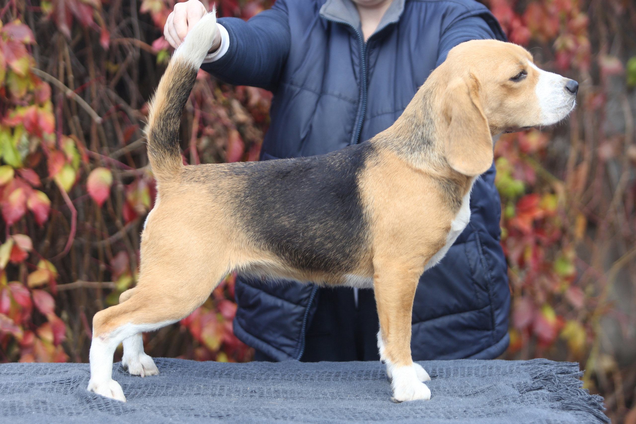 Саша і Ден. Розплідник біглей в Україні