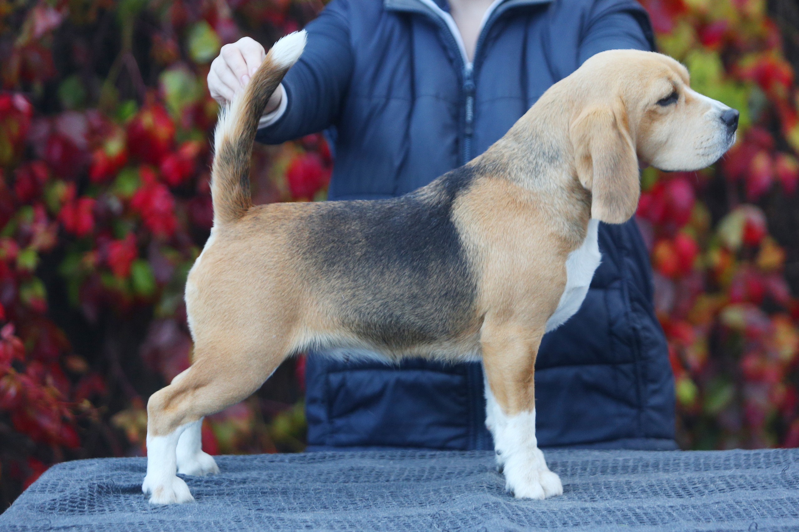 Infinity. Питомник биглей Selesta’s Dreams