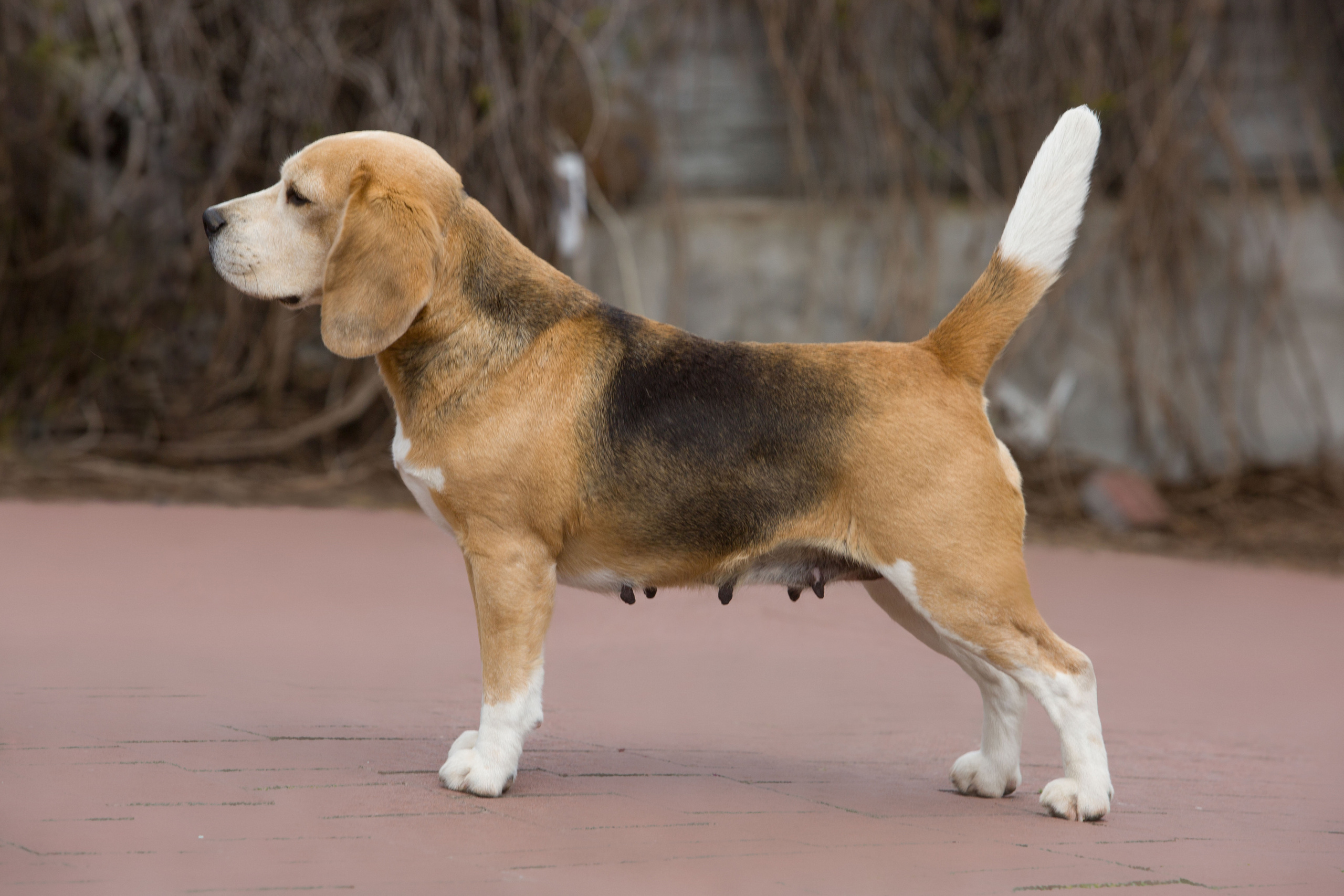 Тіна. Розплідник біглей в Україні