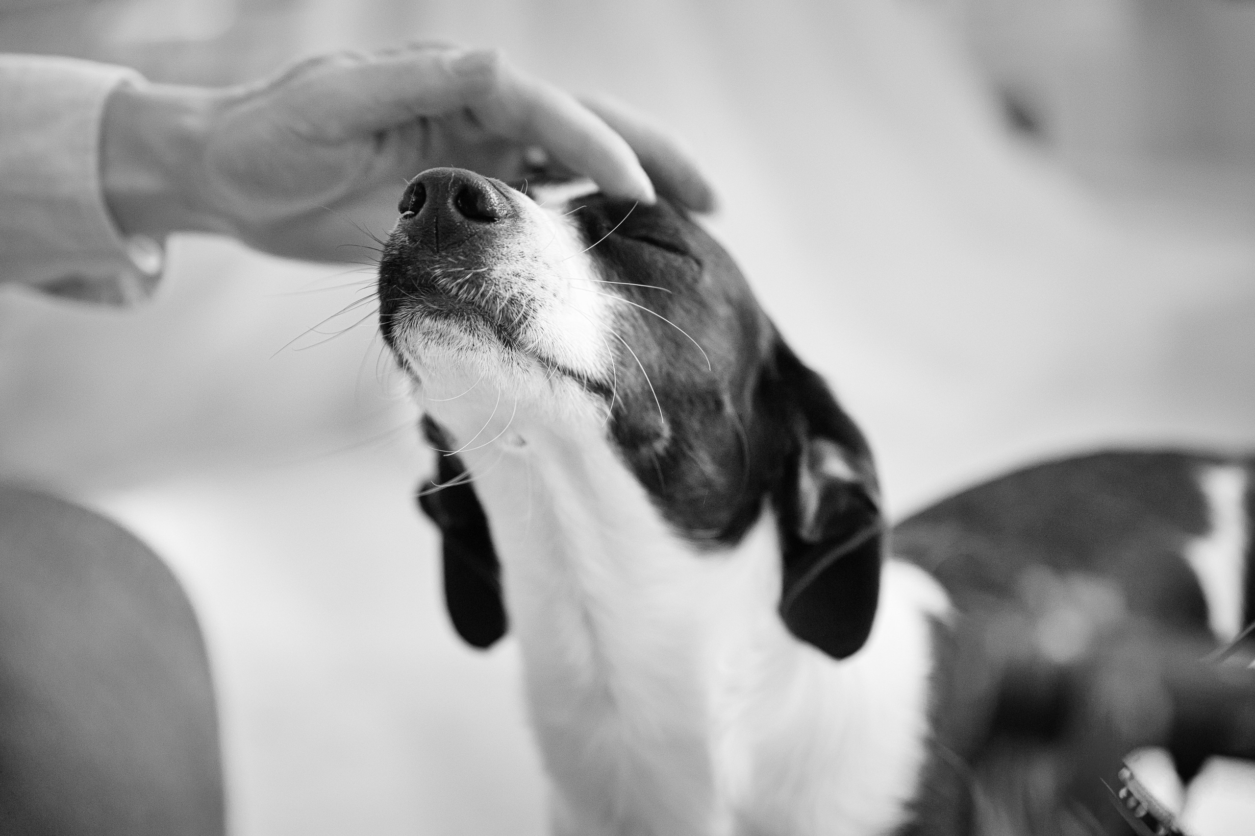 Servicii. Fotograf profesionist | Brasov, Romania | Nunta si Evenimente