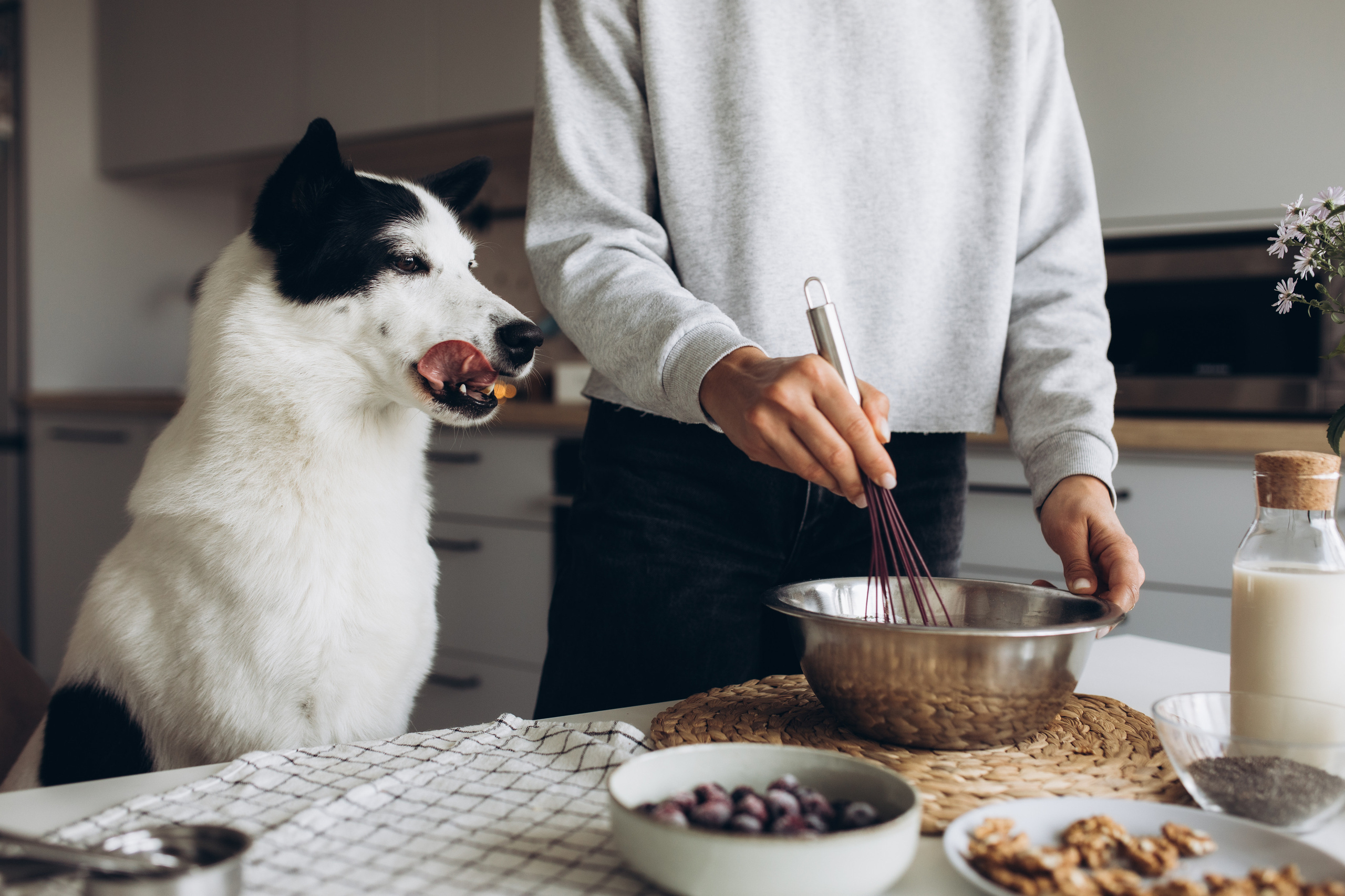 С животными. Семейный фотограф в Кишинёве Пулькина Ольга
