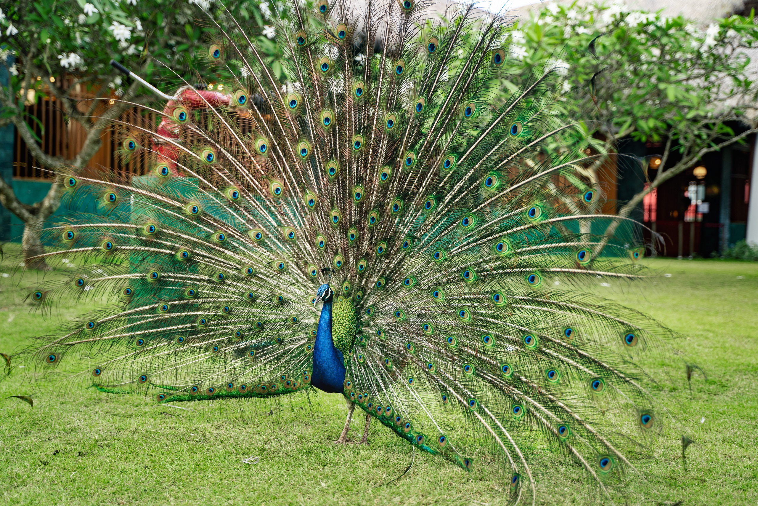 Honest review photos of tropical surroundings at Caribe Deluxe Princess