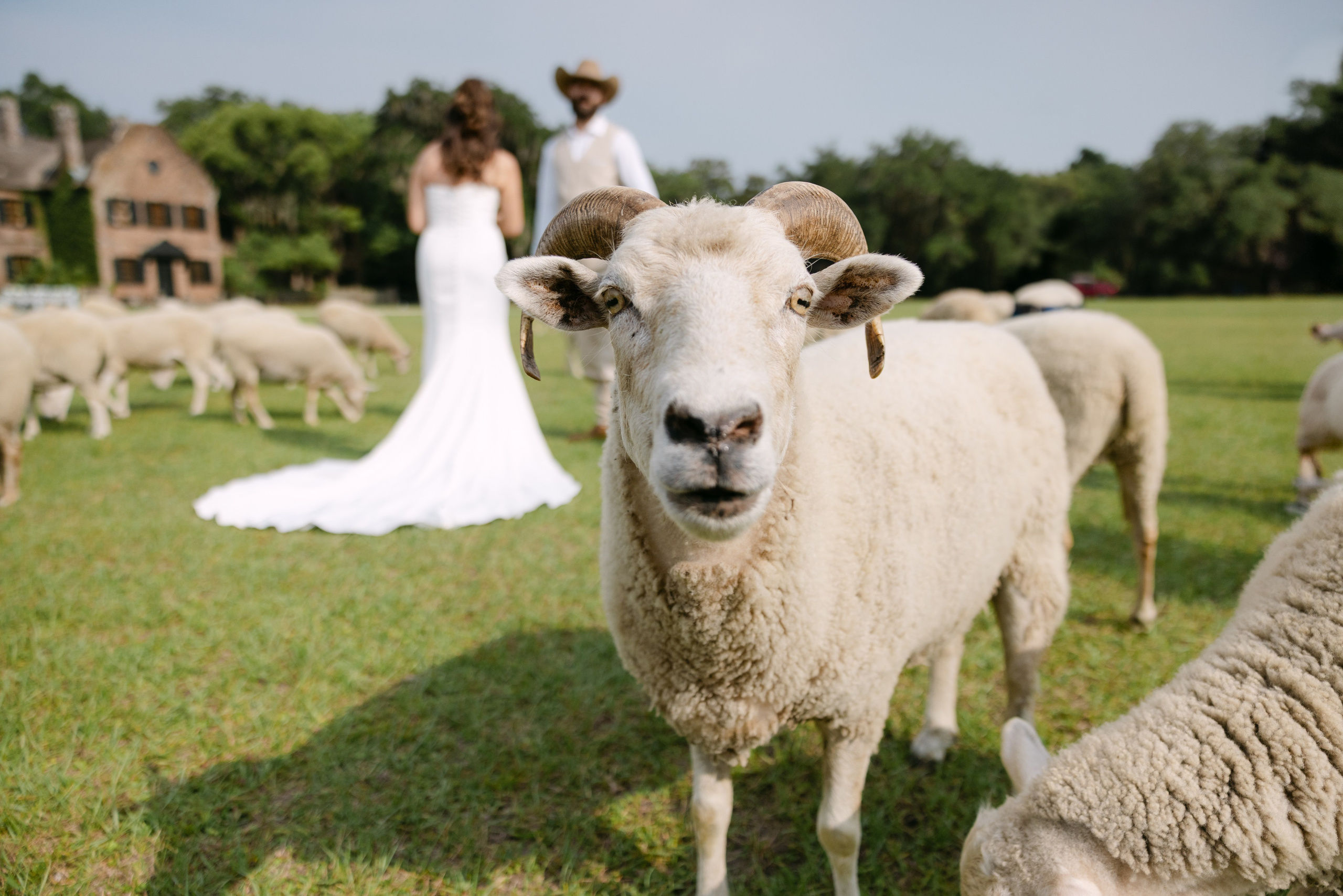 Middleton Place Weddings: A Timeless Charleston Garden Venue for Romantic Southern Celebrations. Wedding and portrait photography in Greenville SC
