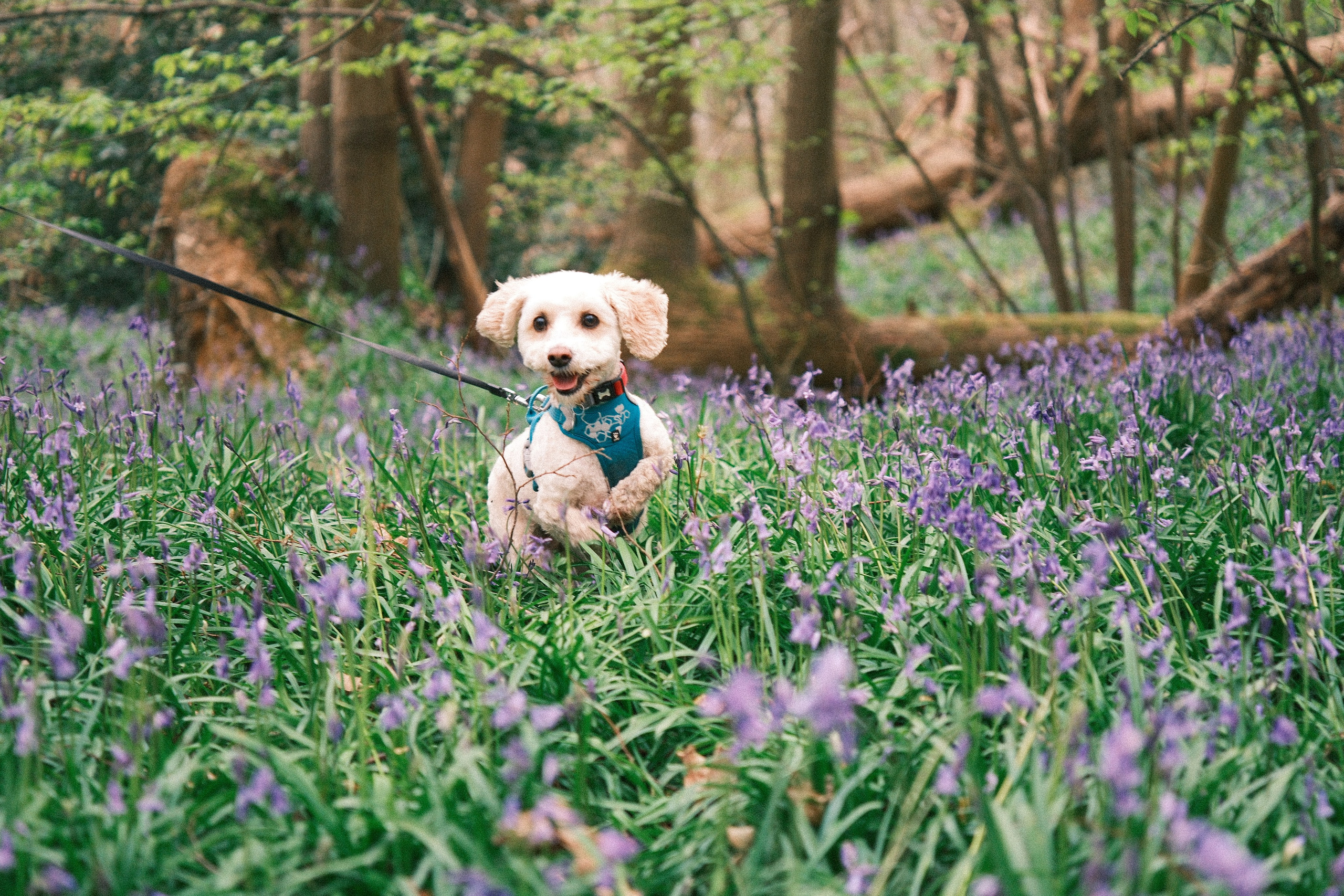 The Lens Fujifilm Should Have Made. Callum Ecobichon