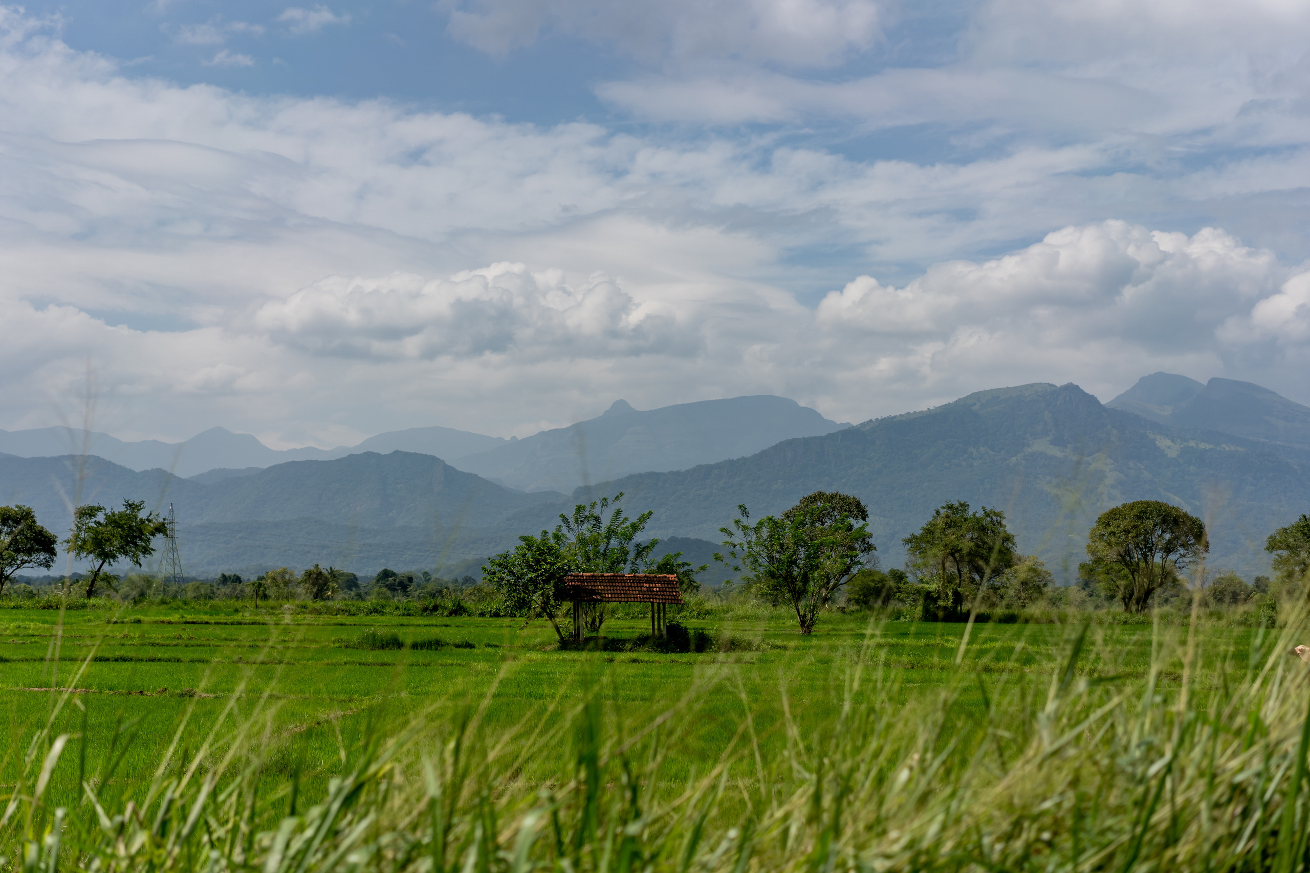 Sri Lanka'ya Seyahat Etmenin Artıları ve Eksileri - Kapsamlı Bir Rehbe