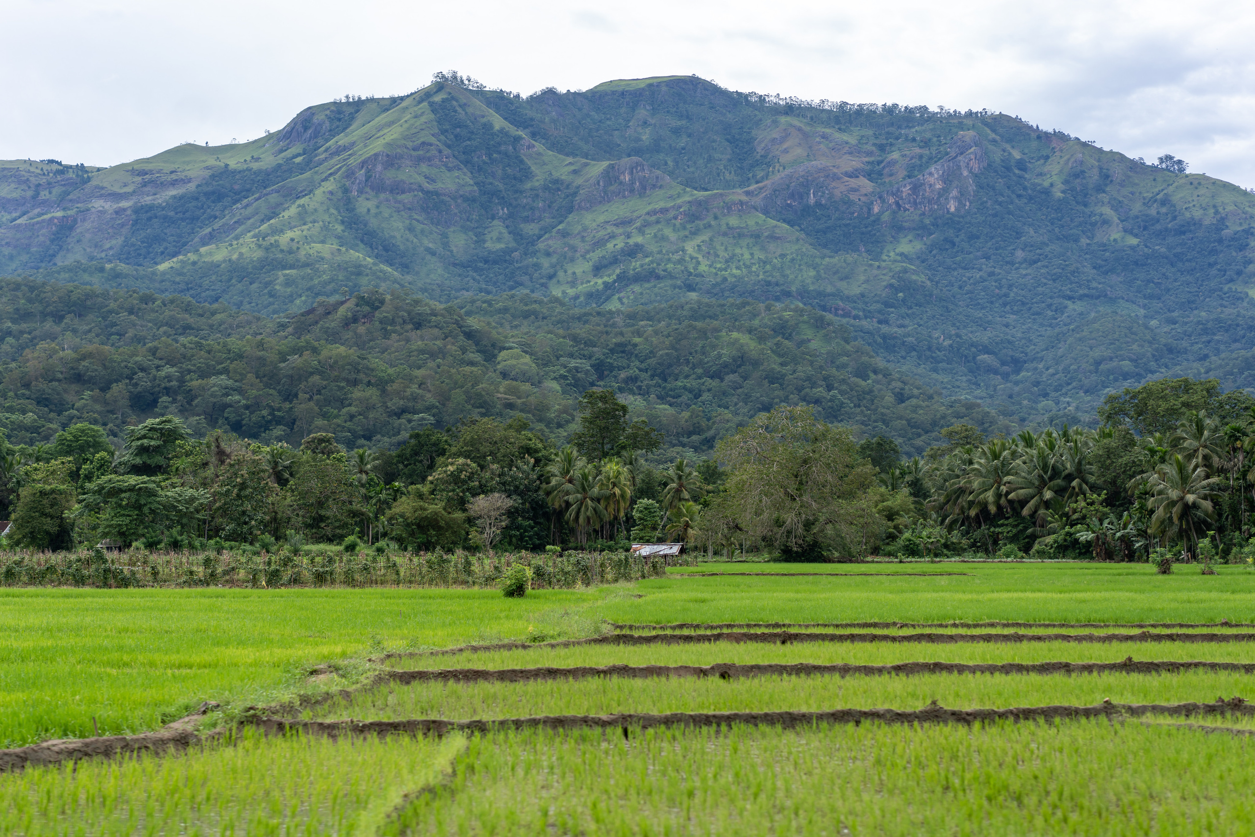 Sri Lanka'ya Seyahat Etmenin Artıları ve Eksileri - Kapsamlı Bir Rehbe