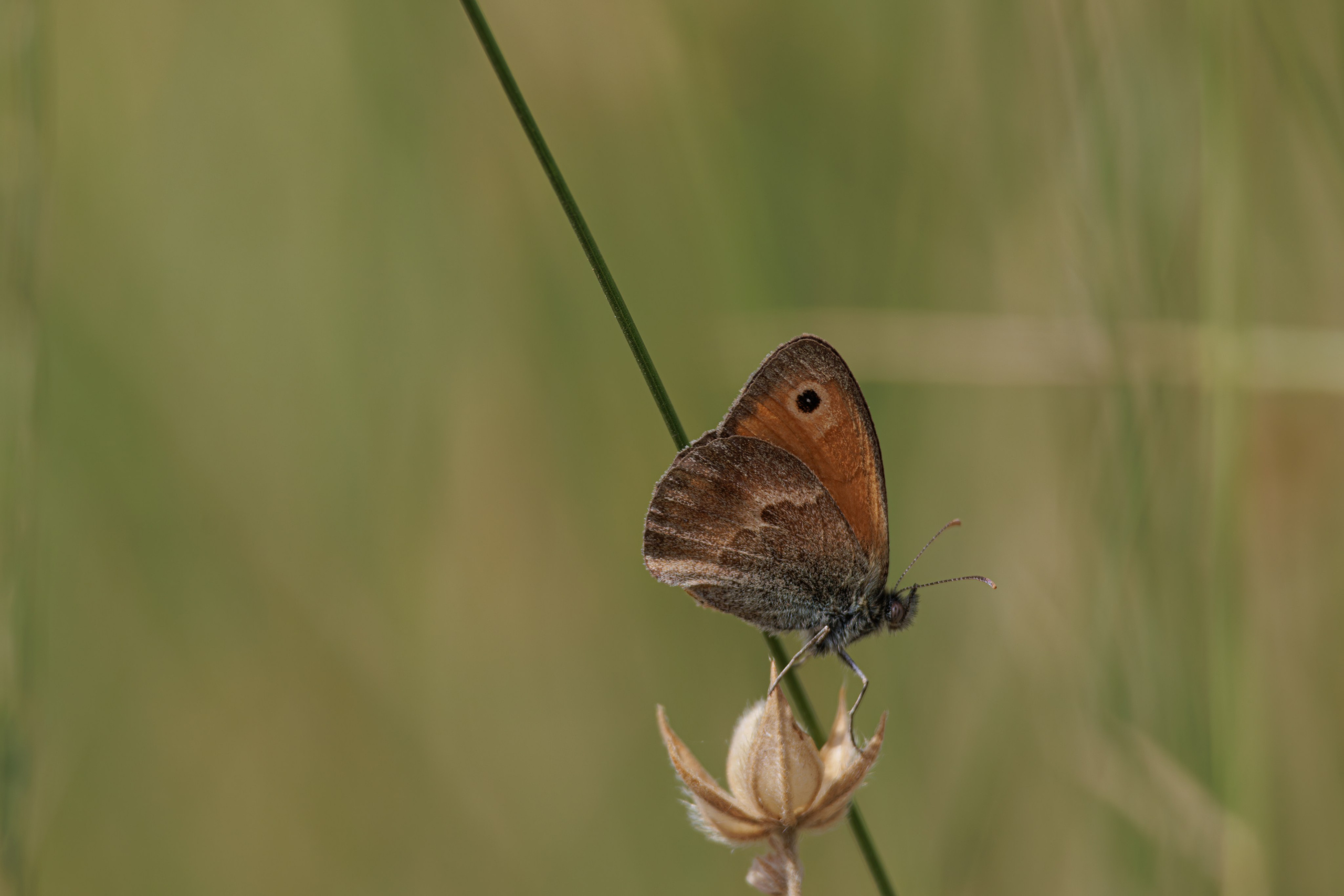 გასეირნება წავკისიდან ვაკის პარკამდე. FramefreeMan