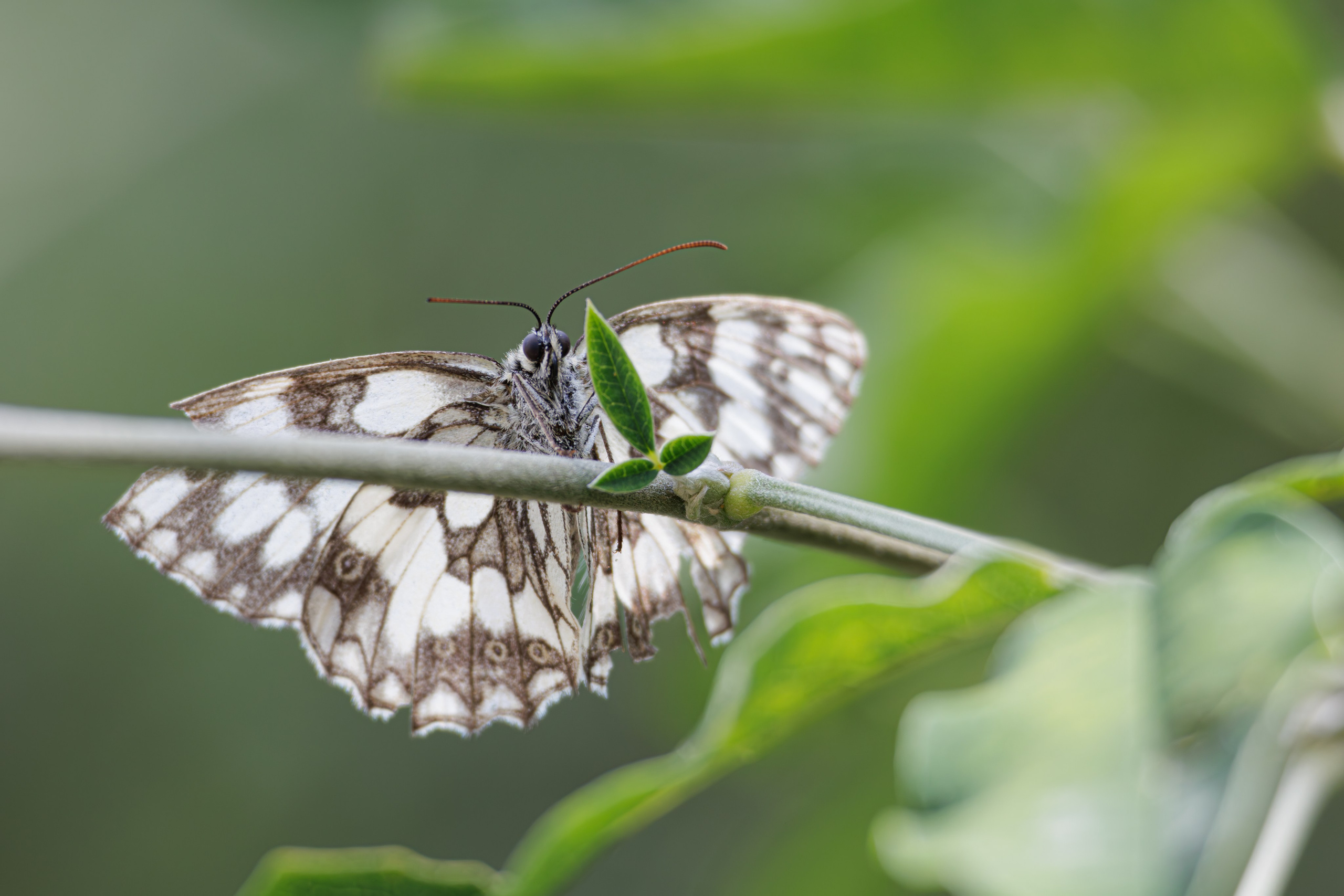 გასეირნება წავკისიდან ვაკის პარკამდე. FramefreeMan