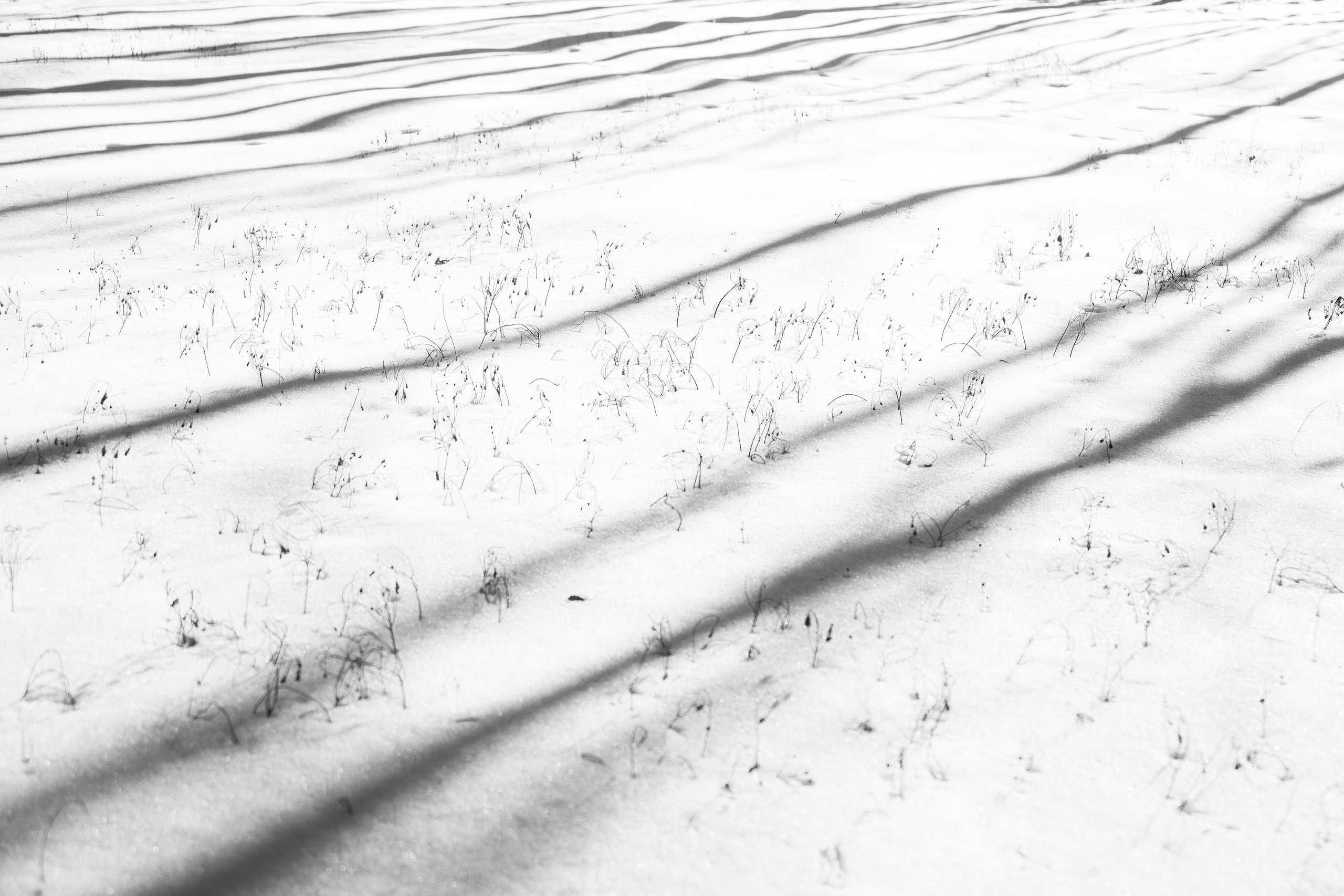 Prizonieră la castel. Daniel Hașiegan