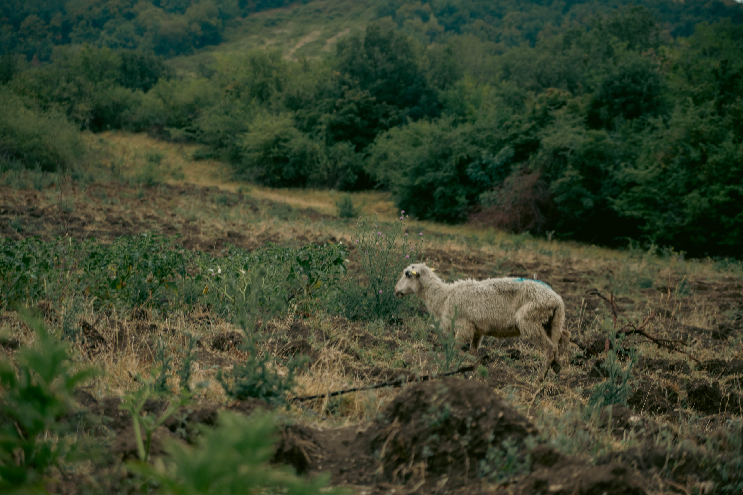 O drumeție simplă la Șiria