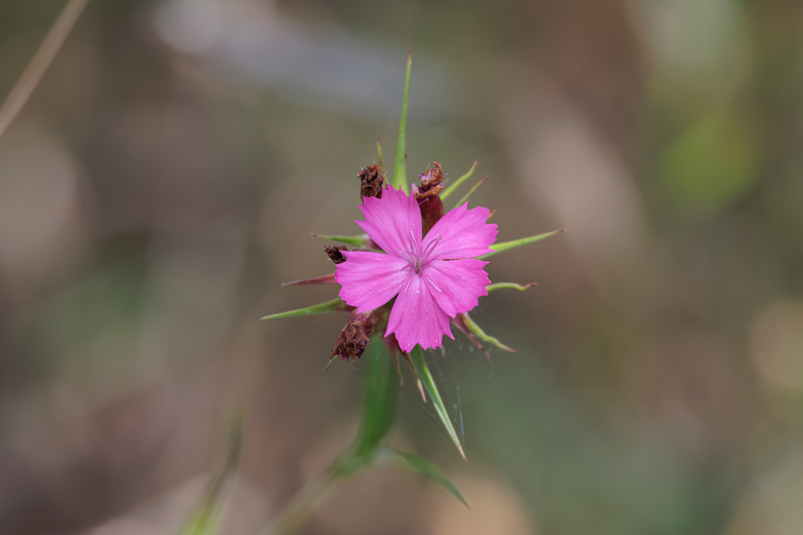 გასეირნება წავკისიდან ვაკის პარკამდე. FramefreeMan