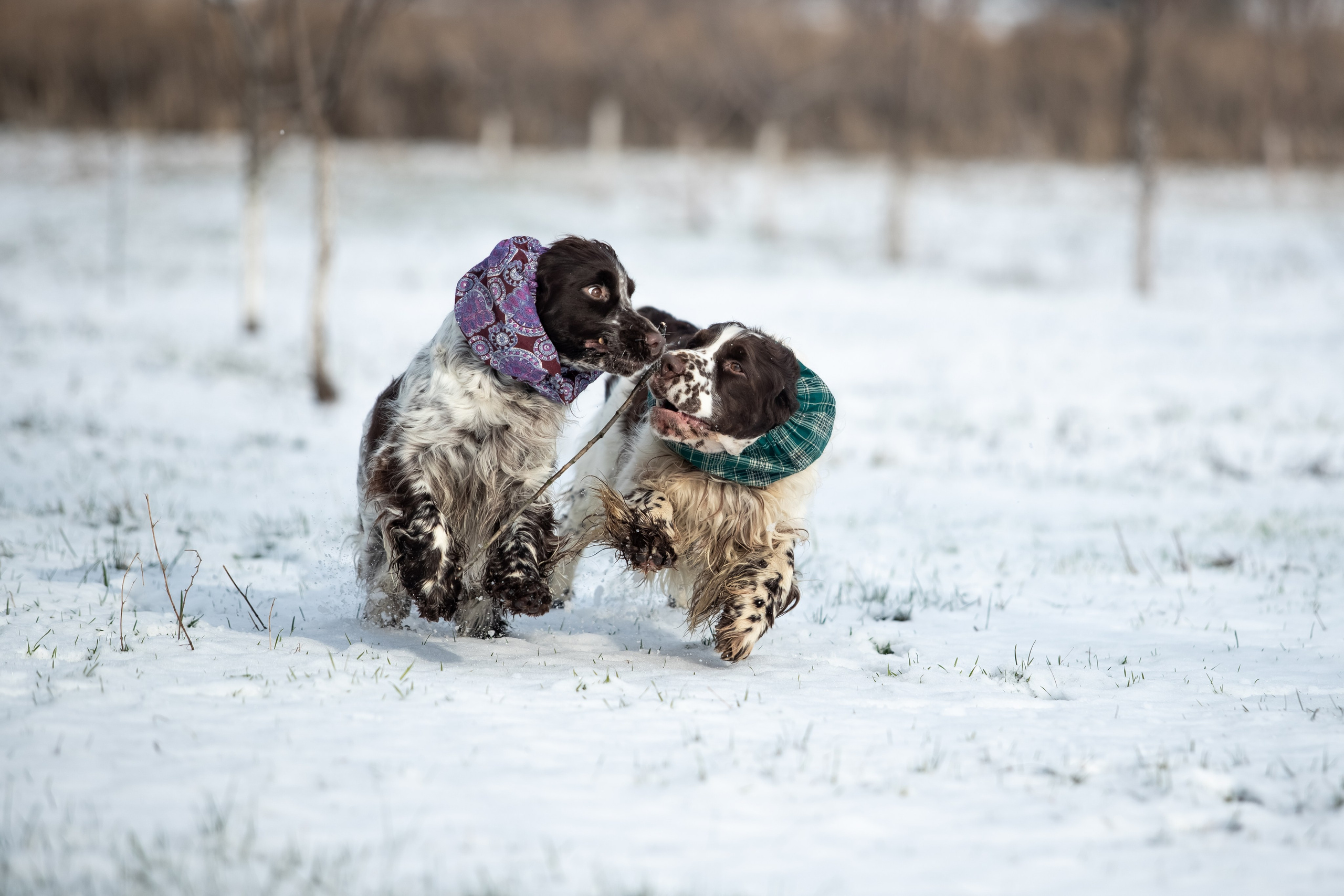 springer spaniel ukraine open for breeding use