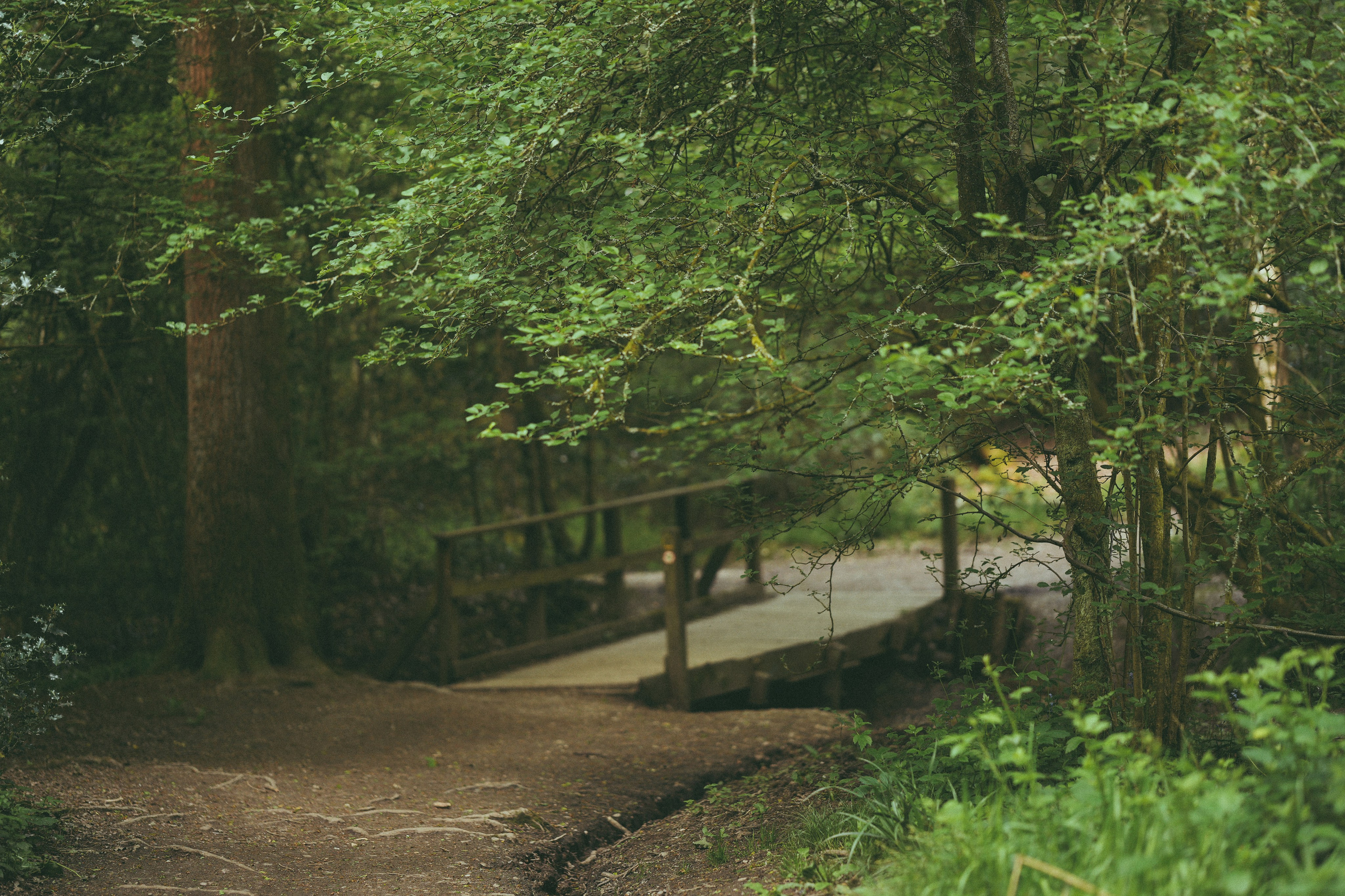 Woodland path in Clowes Wood near Earlswood Lakes, beautiful forest location for nature and family photos near Solihull