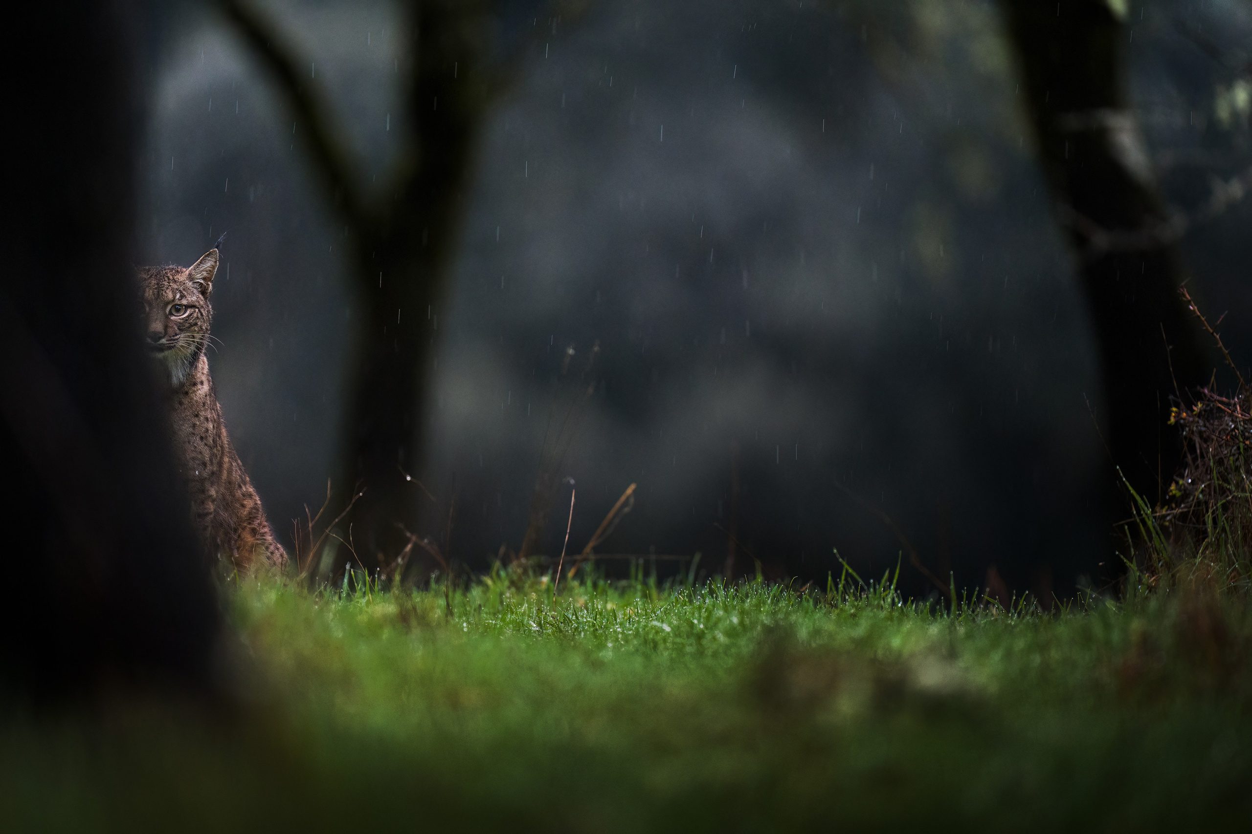 TRIPS. Fine art wildlife photographer Alexandra Surkova
