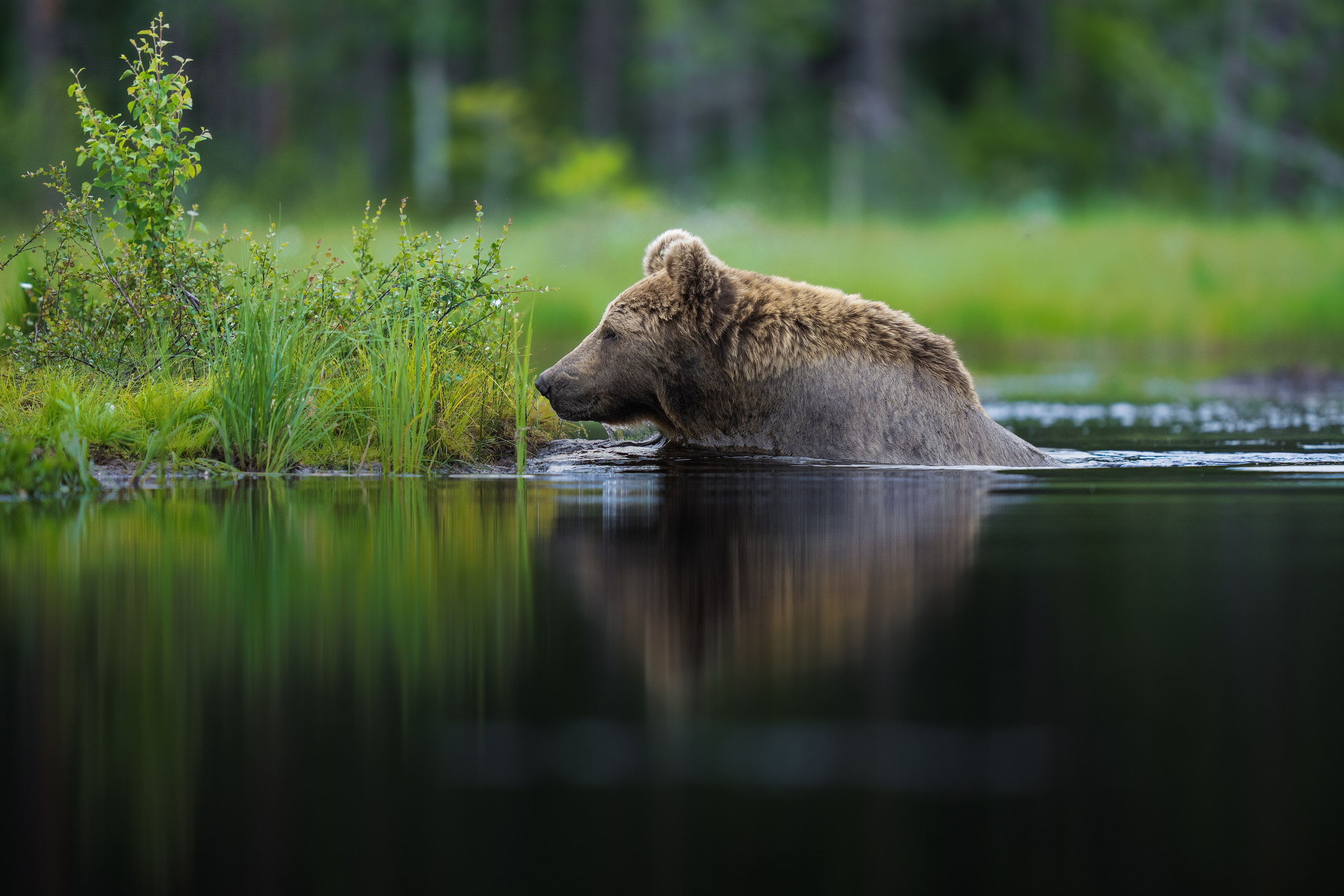 PRIVATE ONLINE EDITING WORKSHOP. Fine art wildlife photographer Alexandra Surkova