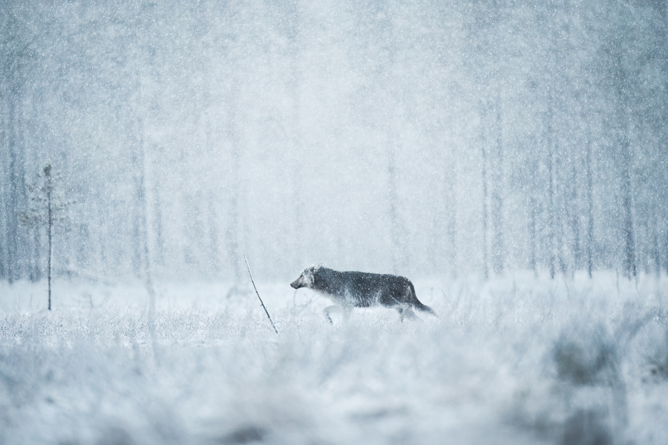 3-SESSION ONLINE MASTERCLASS. Fine art wildlife photographer Alexandra Surkova