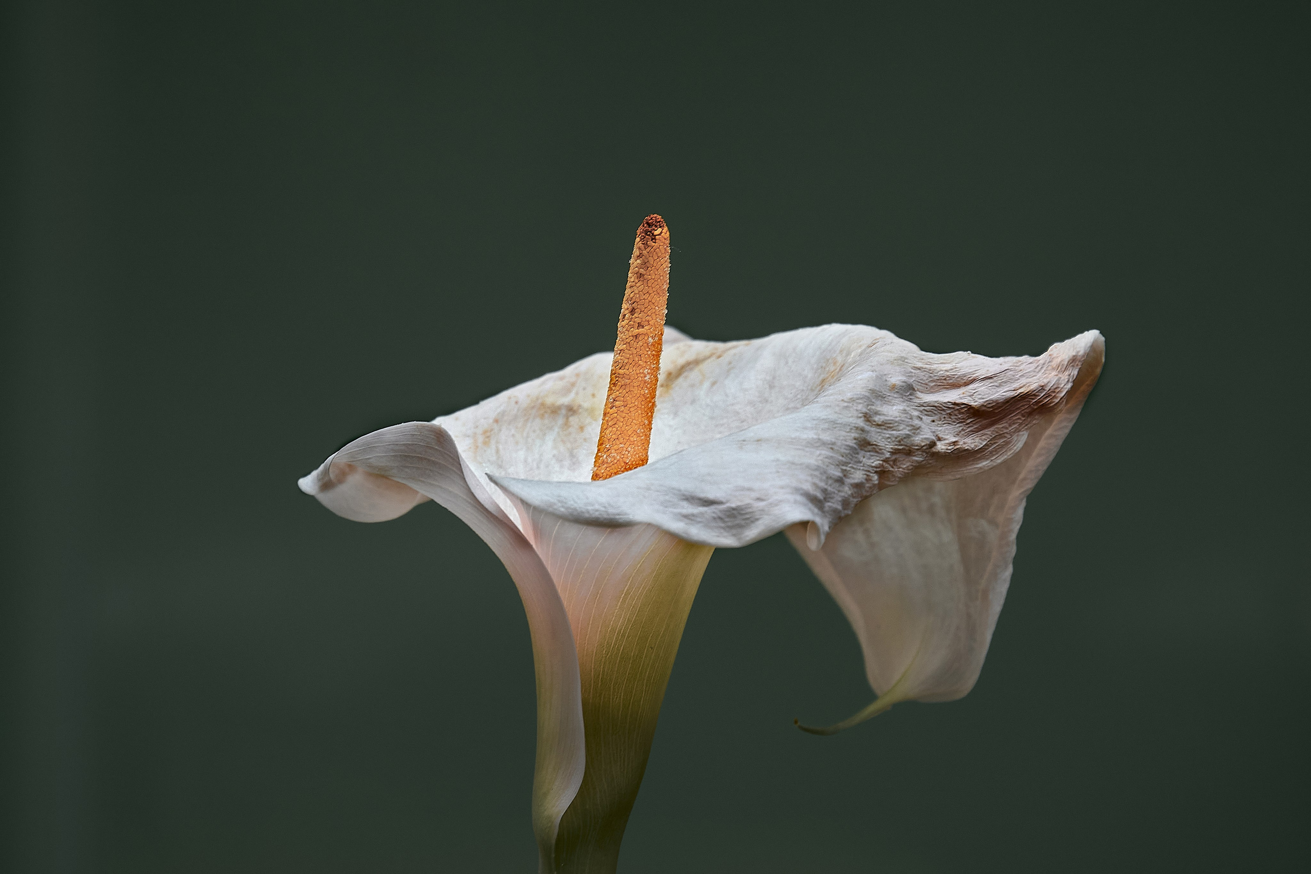 White calla lily close-up macro flower.