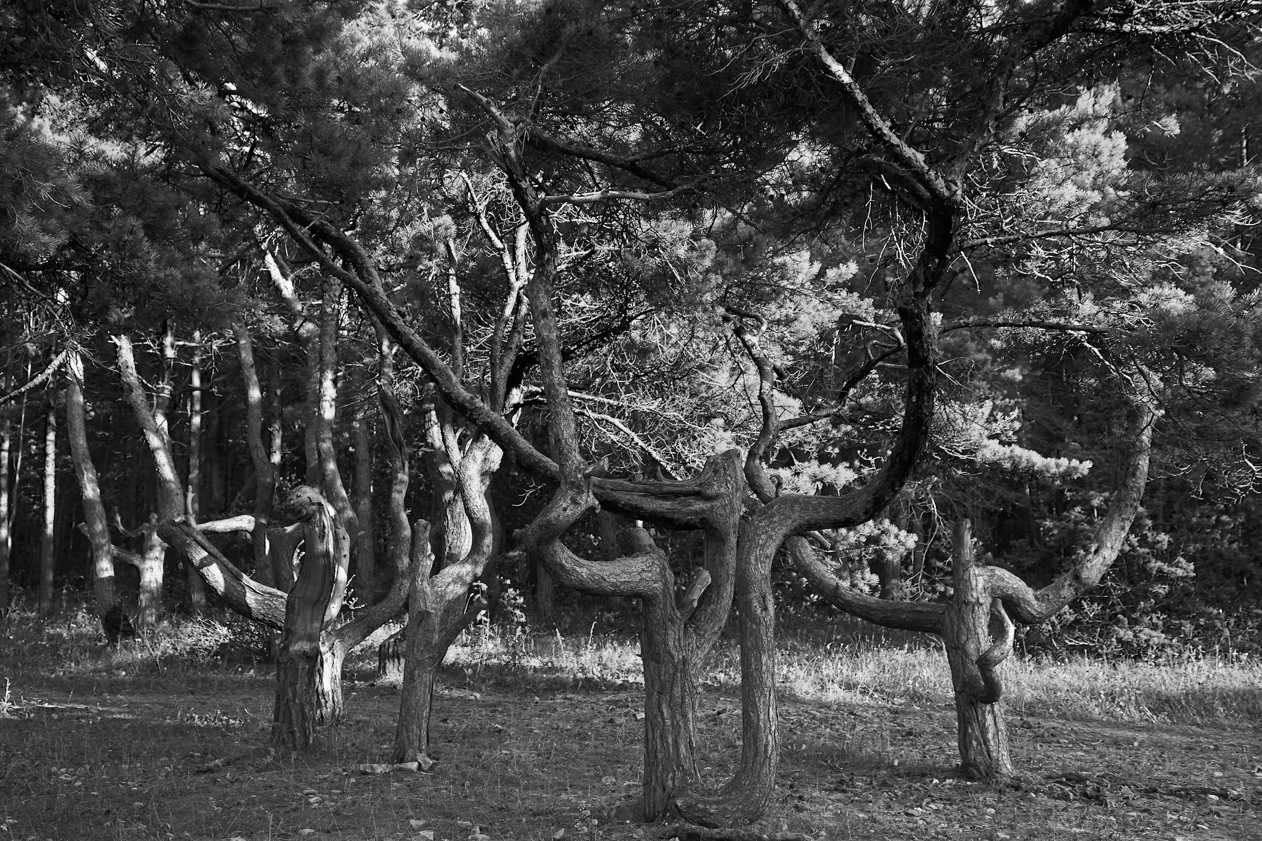 Живое дерево, согнутое десятилетиями ветра. Арт-фотография, где природа создаёт то, что не придумать руками