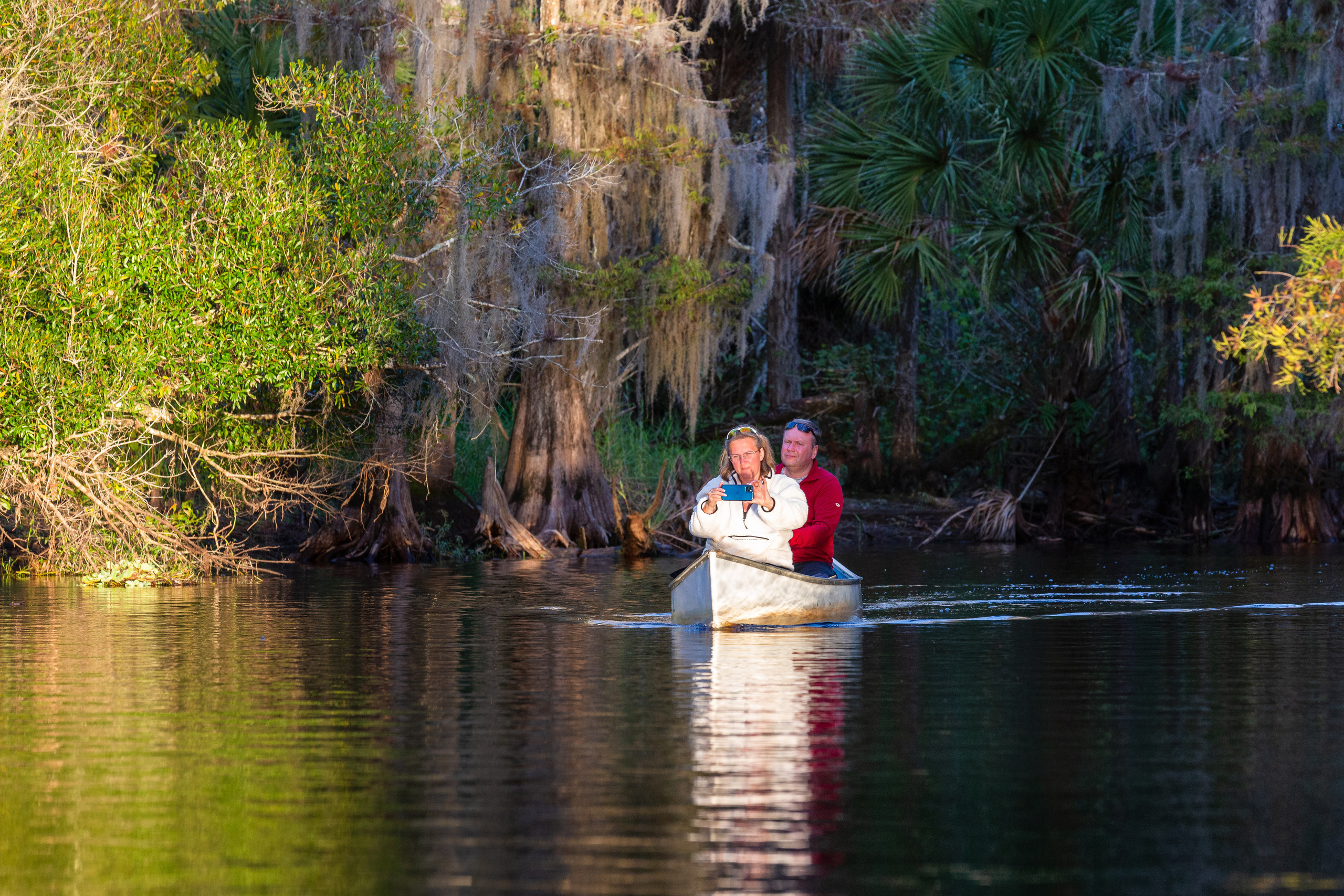 Alligators, Birds And Cypress. Alex Mironyuk Photography