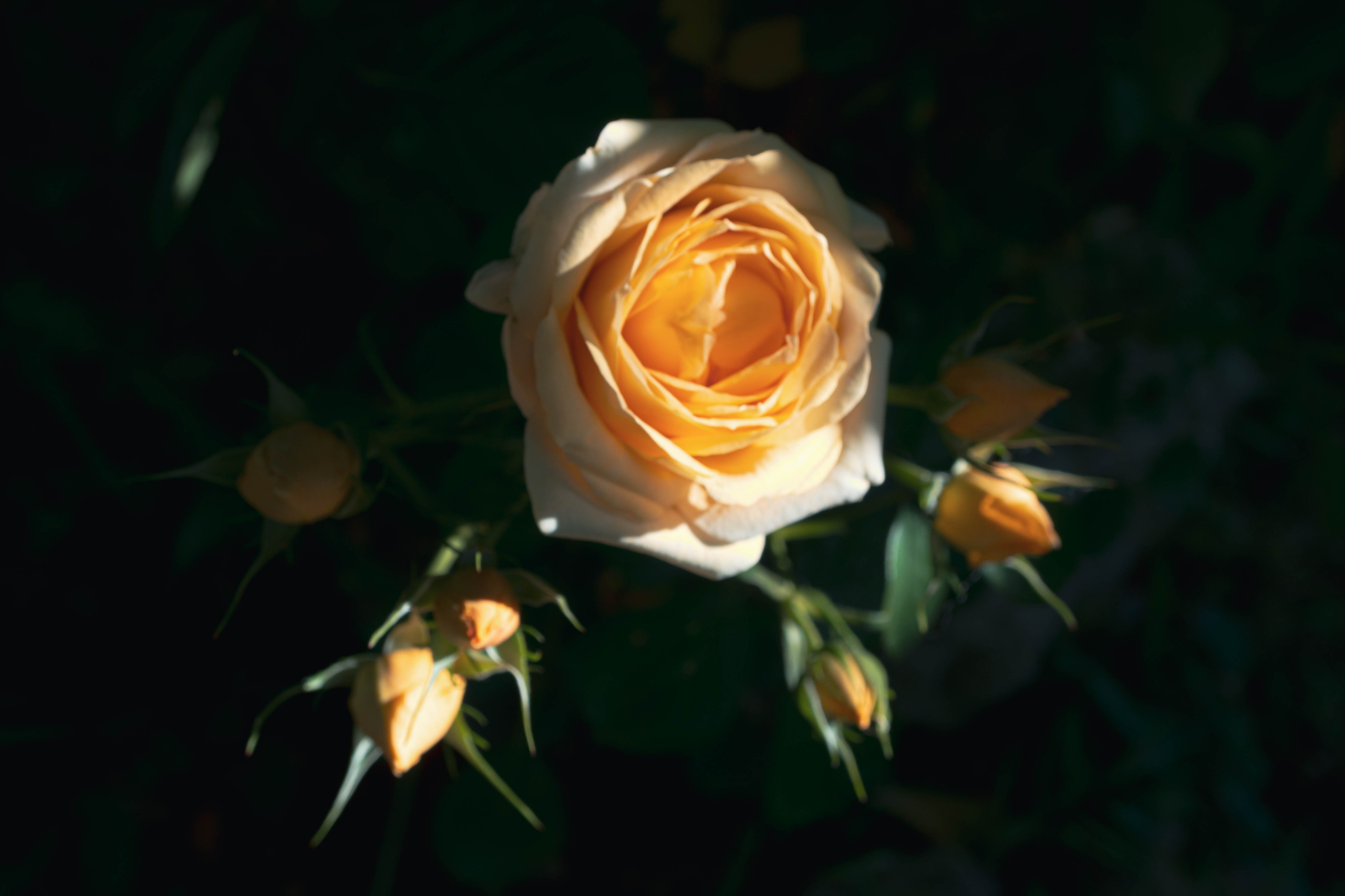 Portafolio. Alba del Norte Studio