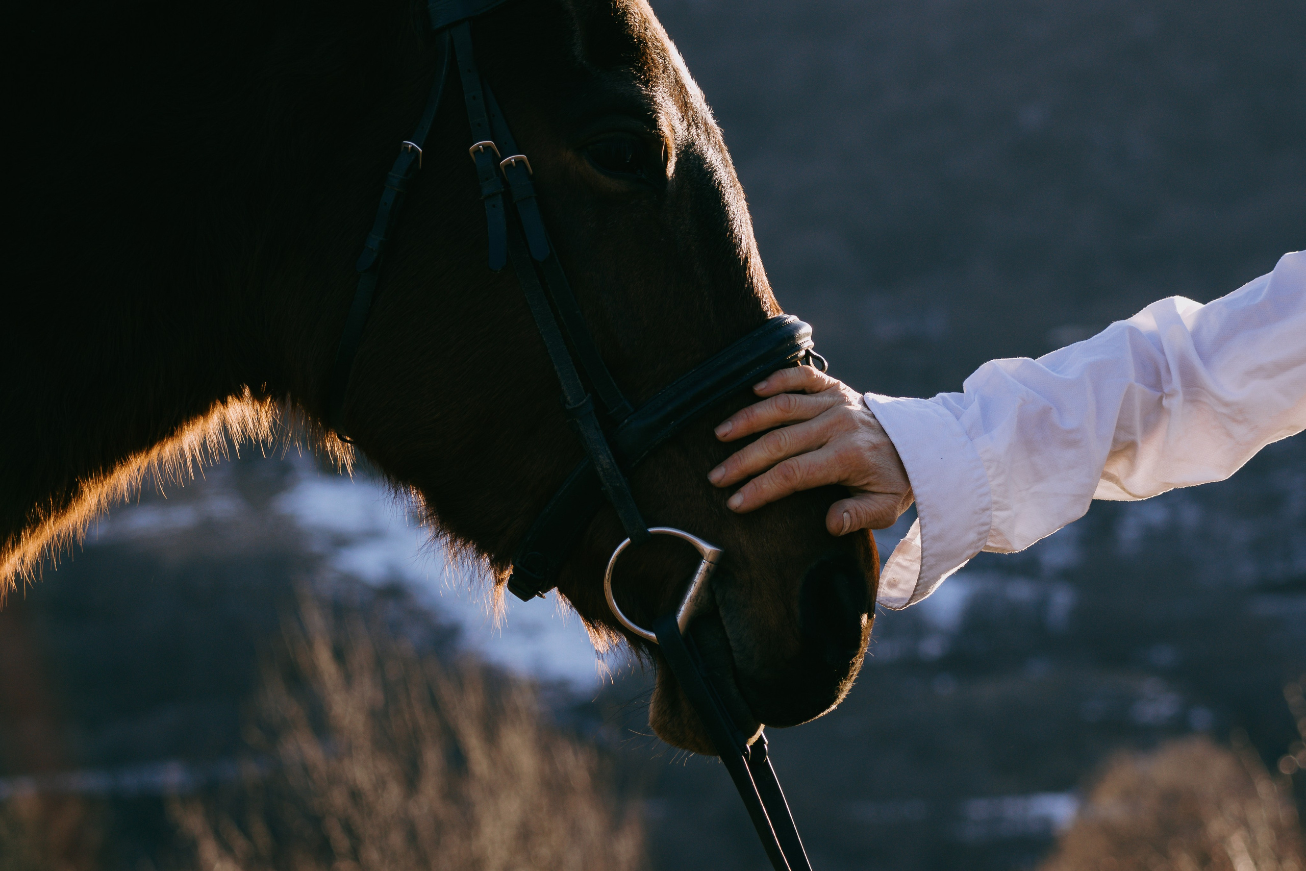 Free Guide on What to Expect on Your Equestrian Photoshoot. Lidia Golovina, Photographer in Tbilisi