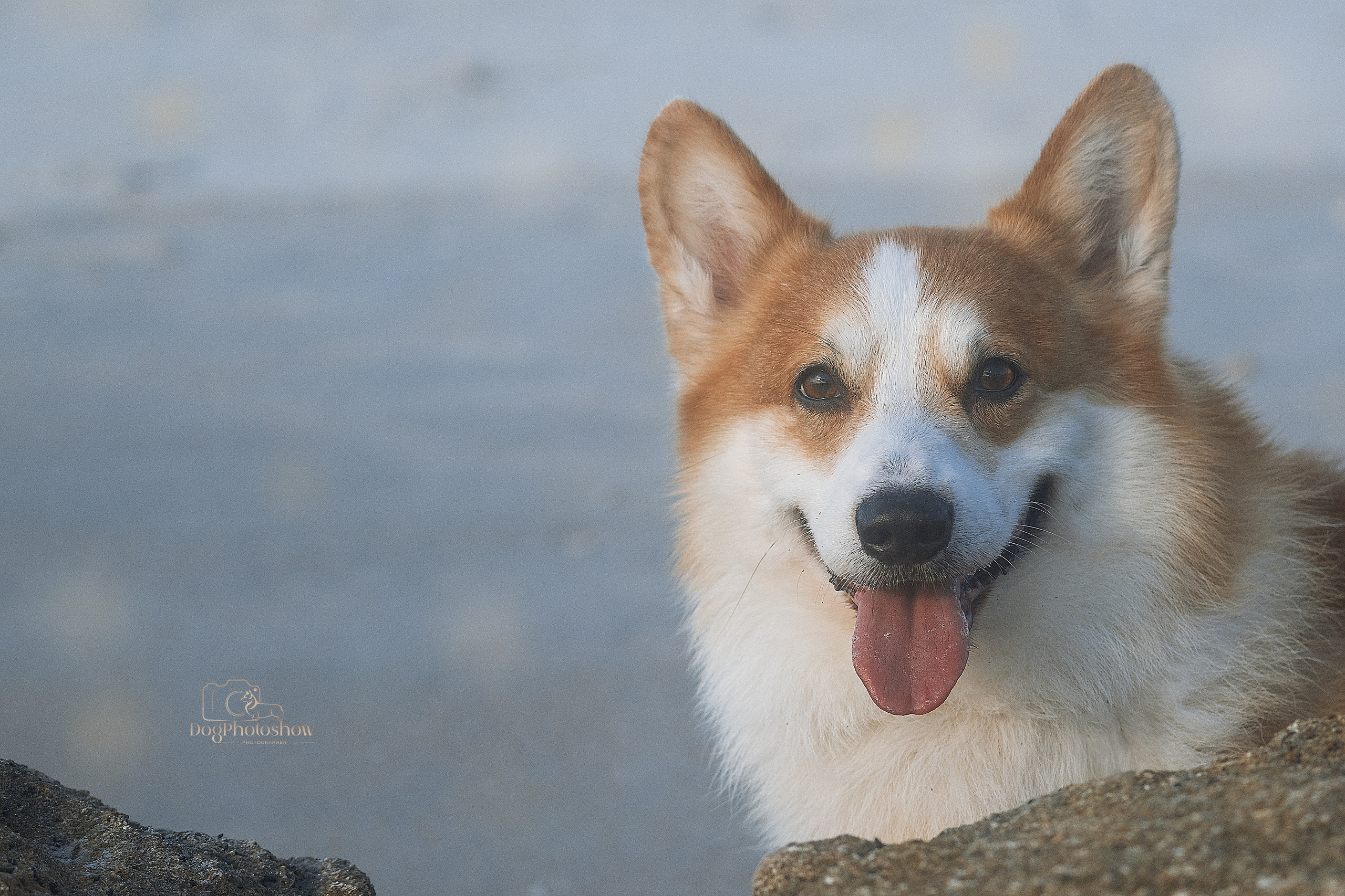 Discounts. Katerina Royter Pet Photographer North Florida