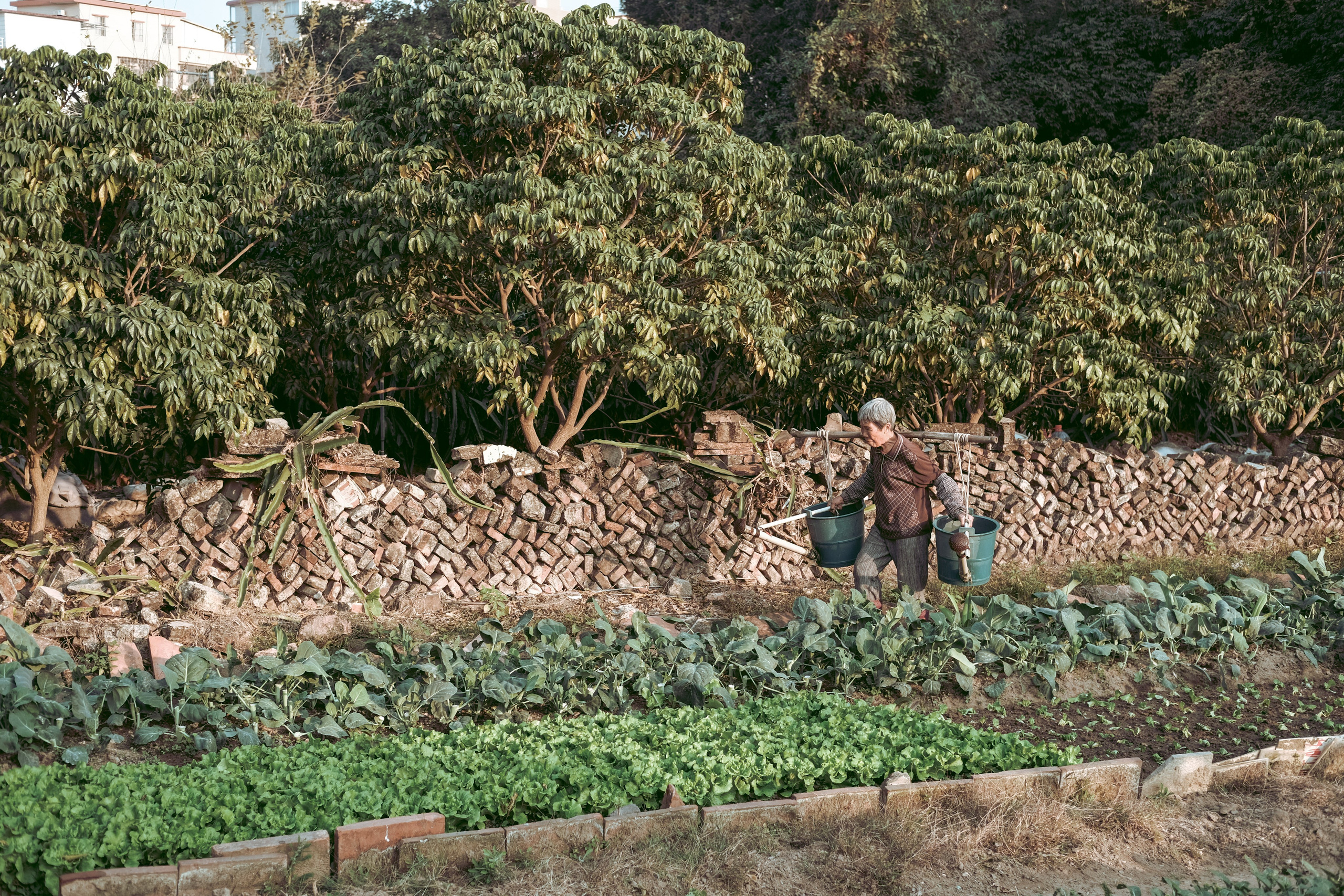 广州深井古村 | Shenjing Ancient Village
