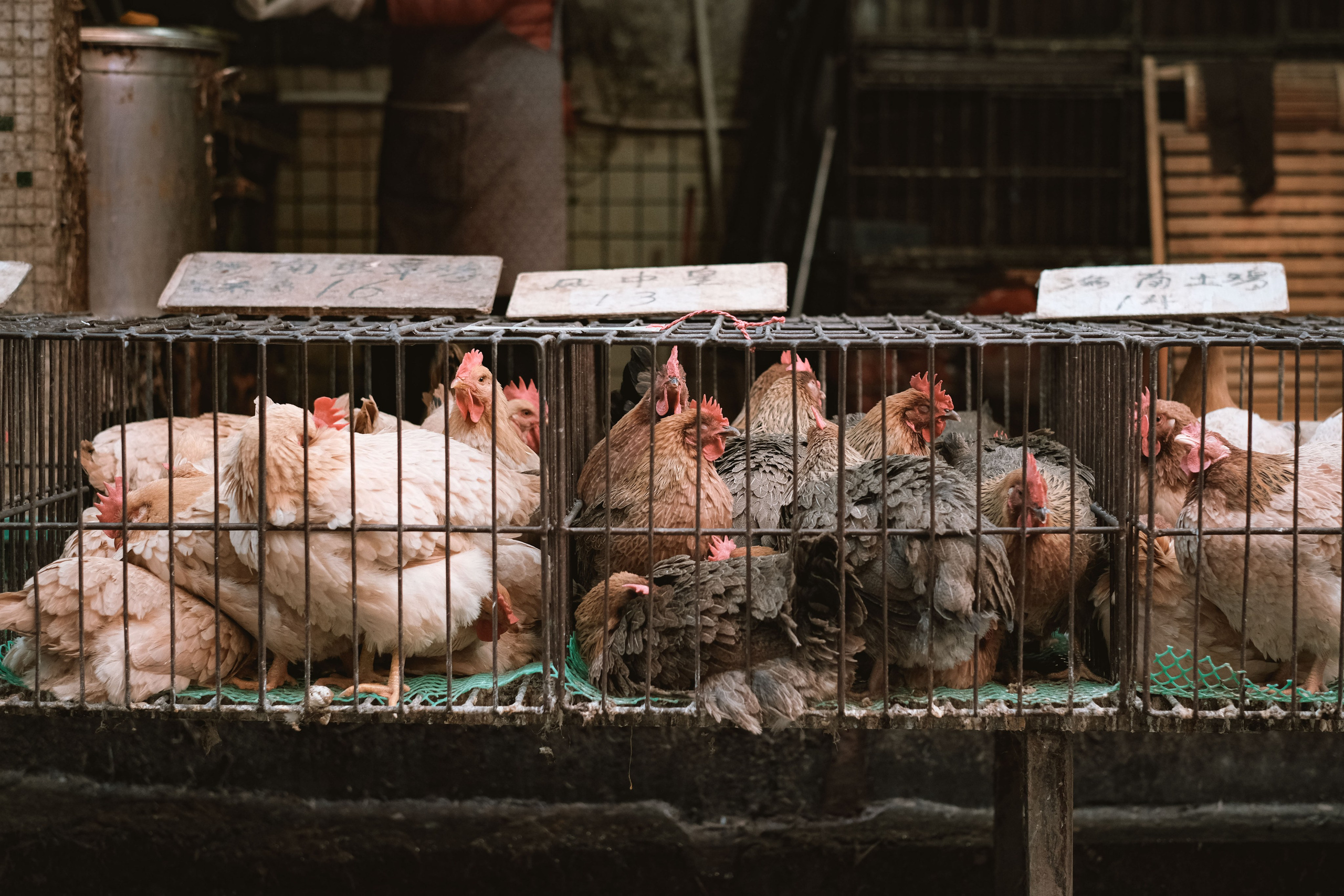 Farmers Market in Foshan, China: A Photo Review. 中国街头摄影 | The Streets of China Through My Eyes | 深圳