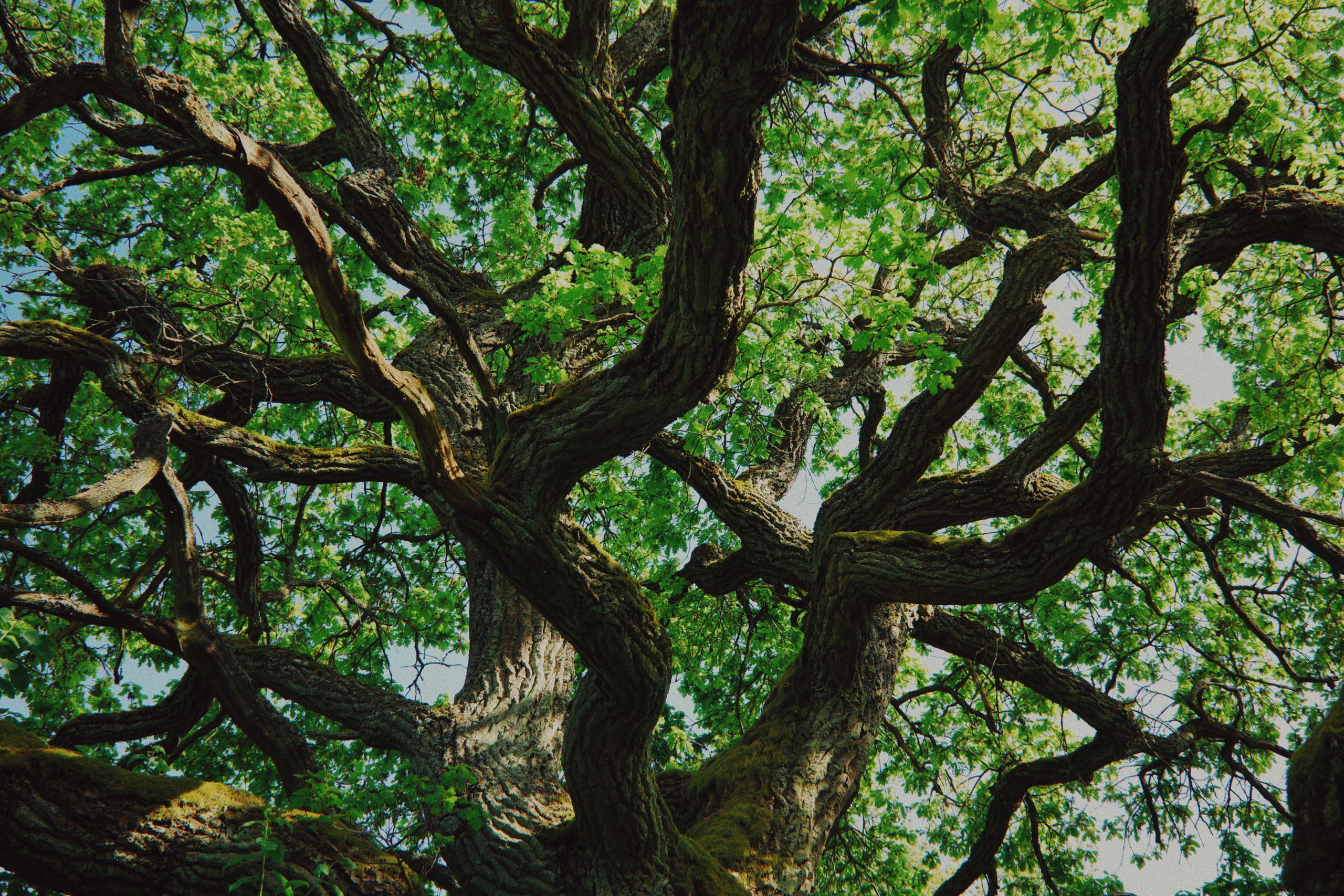 Estonian summer and Ricoh GR IIIx review. Artjom Kutuzov Photography