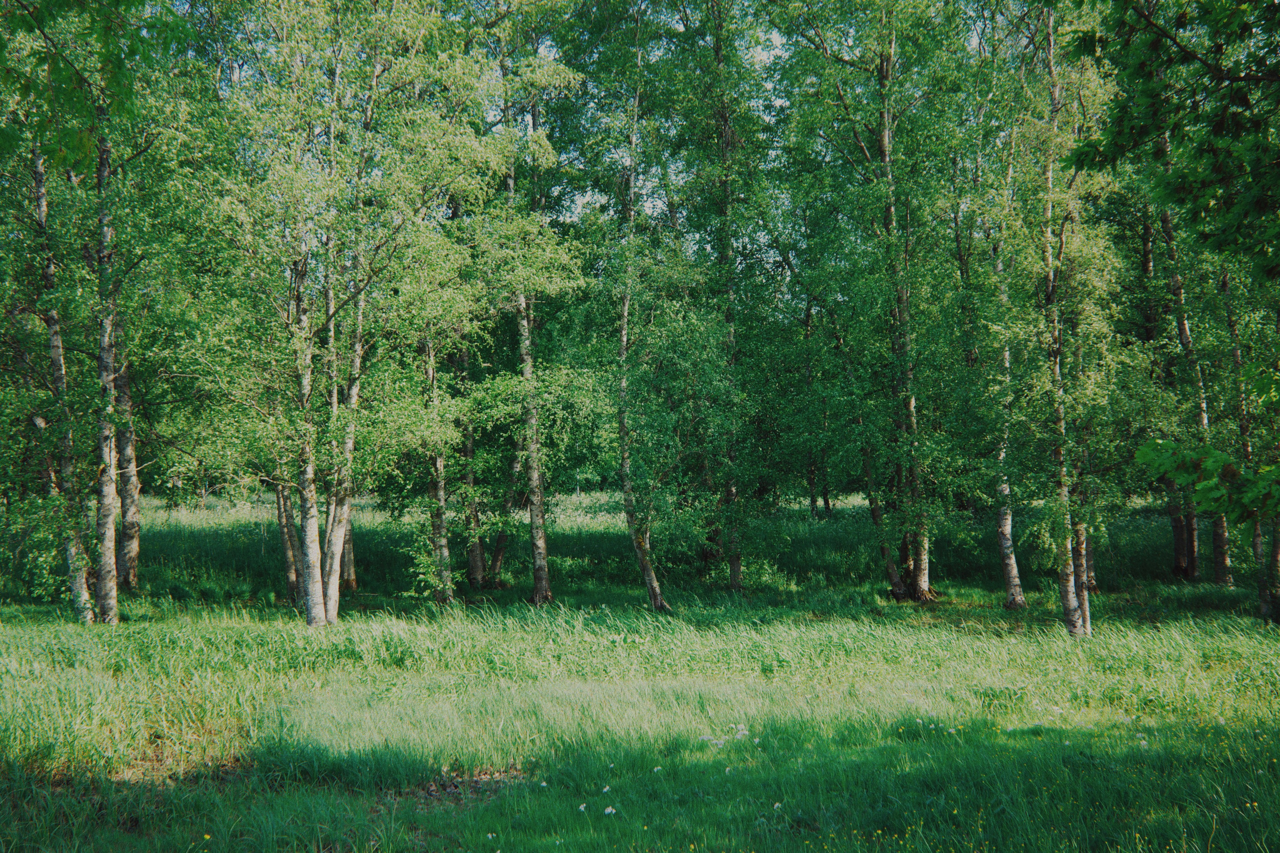 Estonian summer and Ricoh GR IIIx review. Artjom Kutuzov Photography