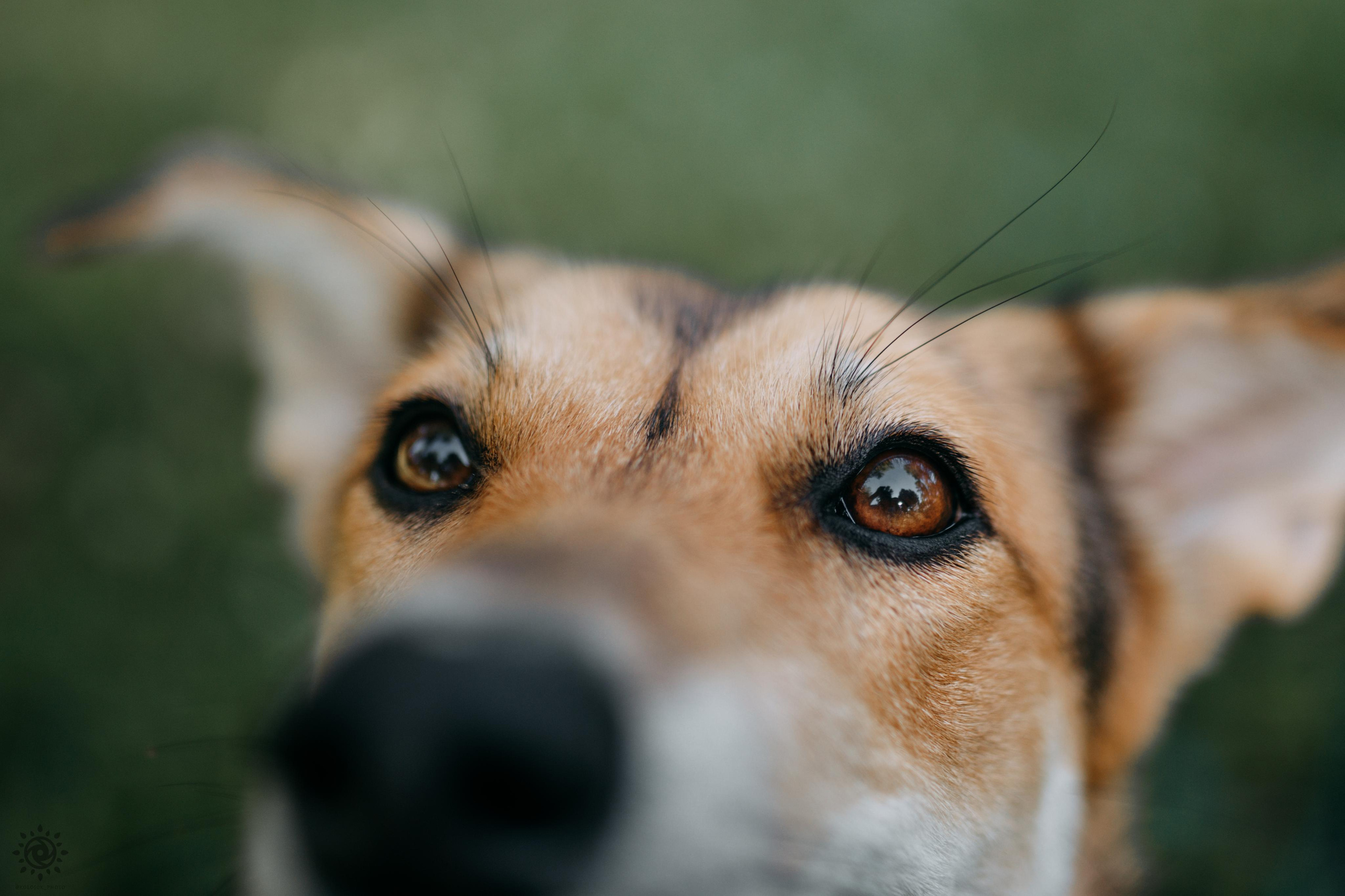 Про мене. Фотограф-анімаліст Київ