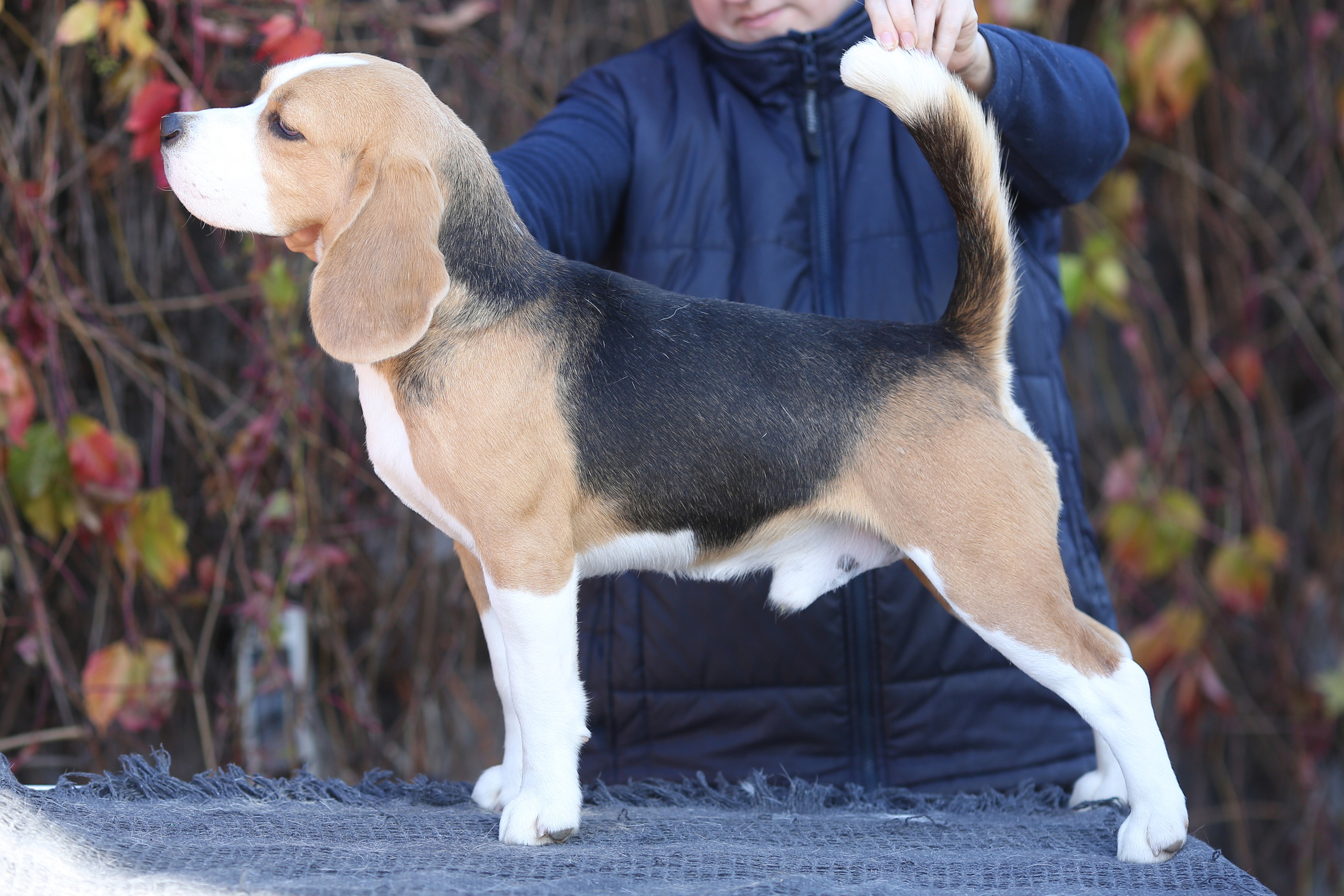 Саша і Ден. Розплідник біглей в Україні