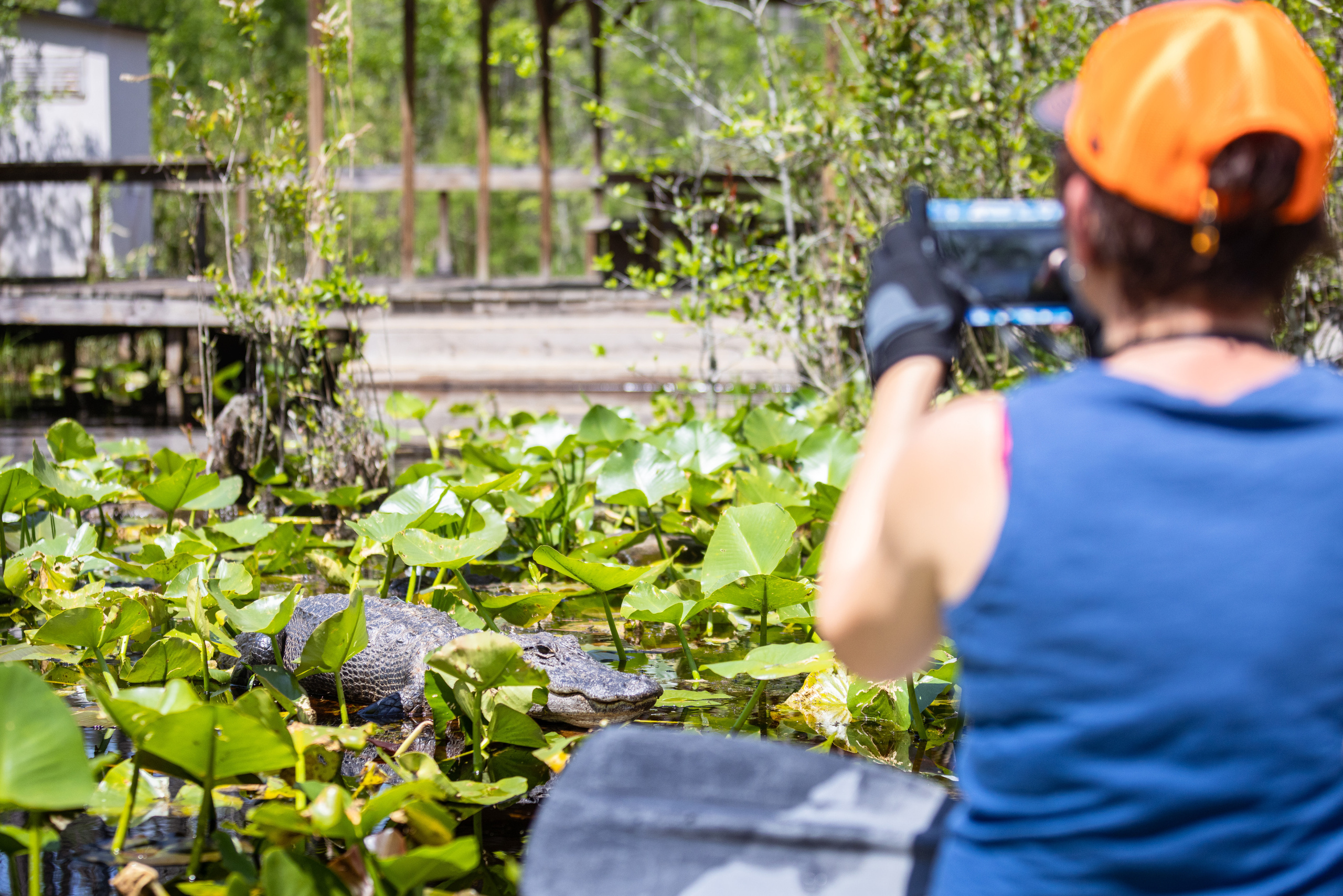 Cypresses, Springs, Birds and Alligators. Pet, Senior, Landscape, portrait studio, photographer in Miami and Sou
