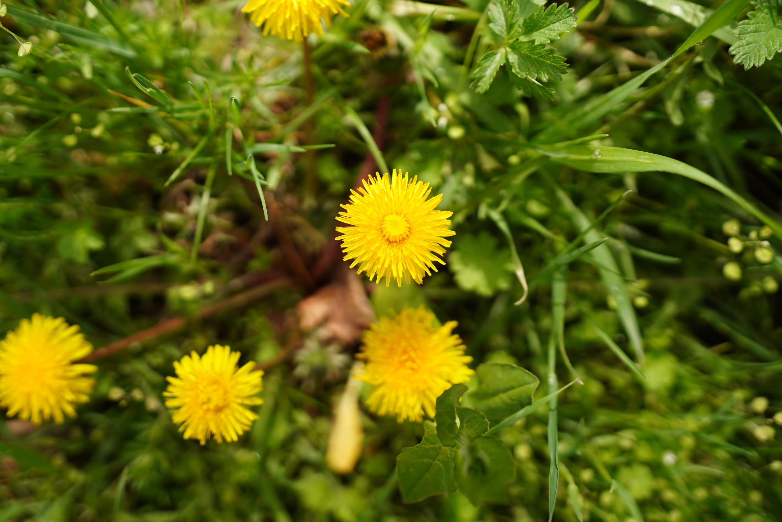 Sigma 18-35 F1.8 (Canon). Фотограф Григорий Кравец