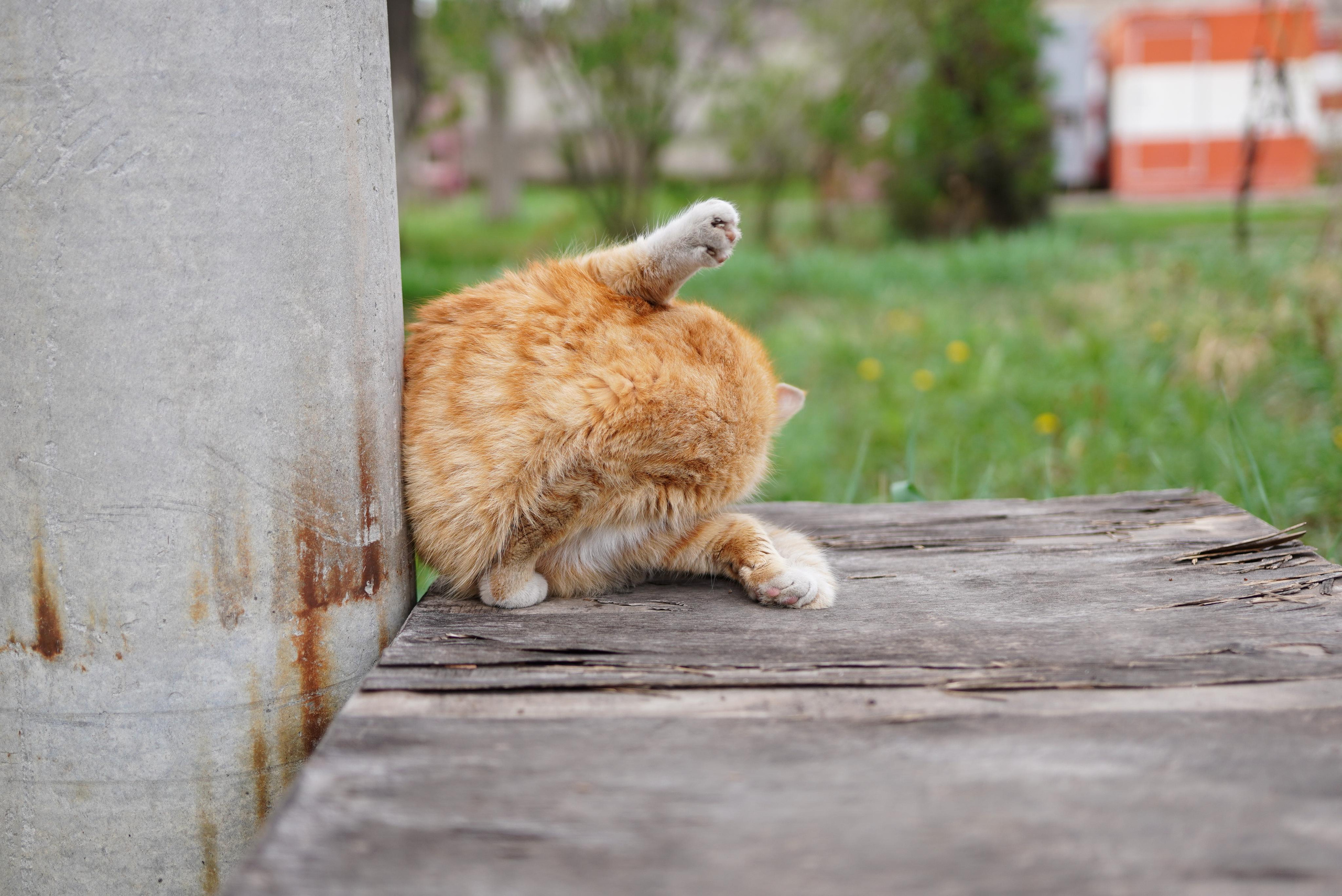 Sigma 18-35 F1.8 (Canon). Фотограф Григорий Кравец