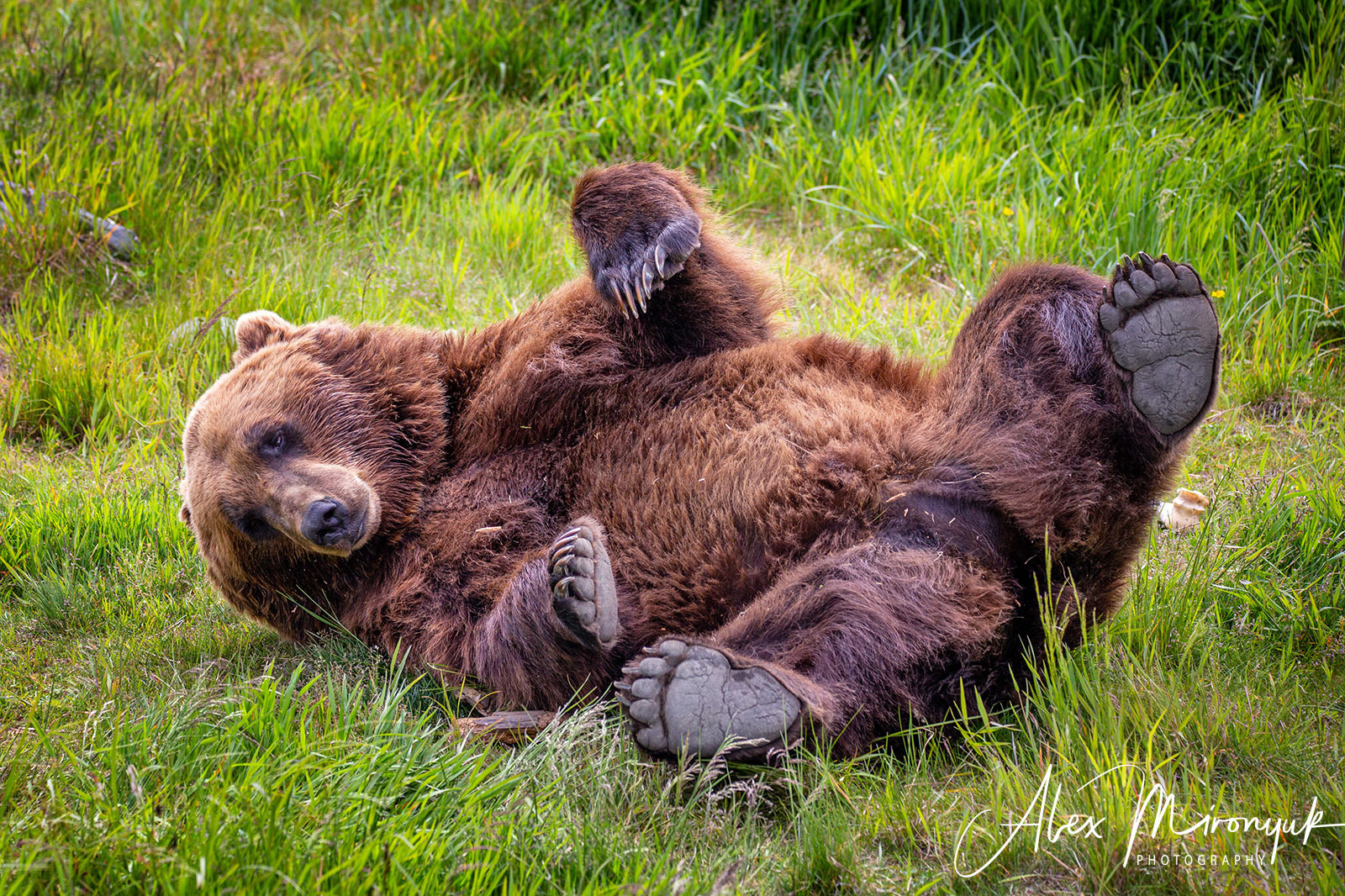 Alaska-2019. Alex Mironyuk Photography
