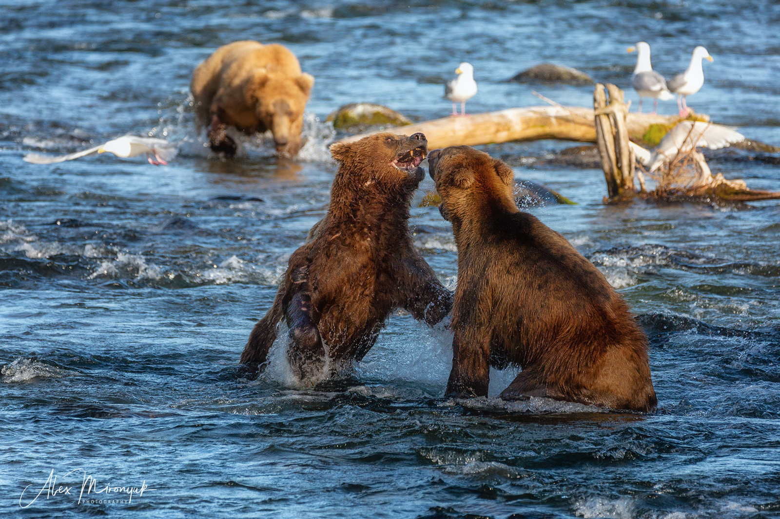 Alaska-2019. Alex Mironyuk Photography