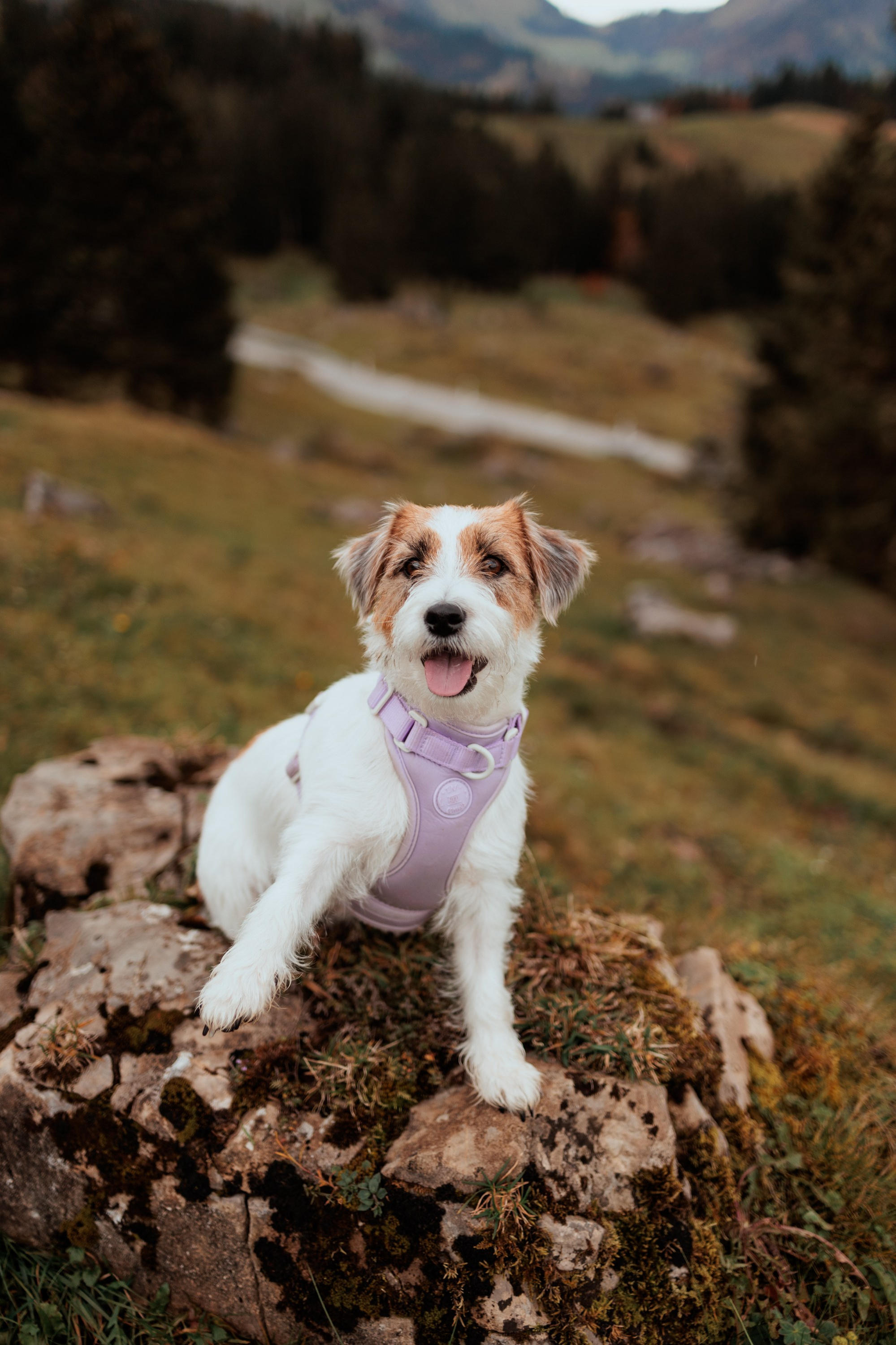 Client Information. Dog&Horse Photographer Switzerland