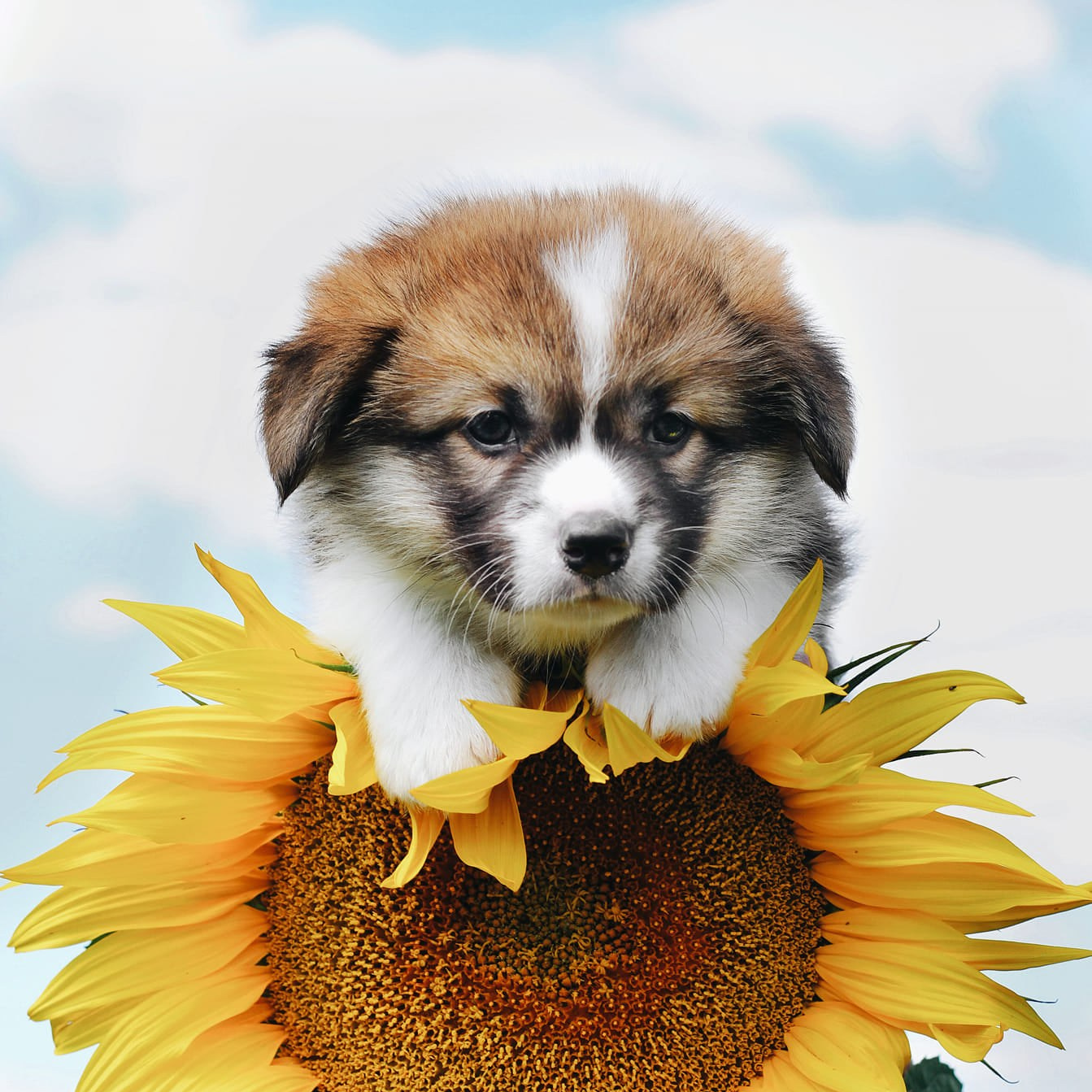 Анімалістика. Репортажний фотограф/анімаліст КИЇВ