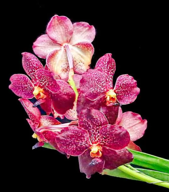 R. F. Orchids — Nursery and Shops. Family and Event photographer in Homestead and Miami areas of Florida