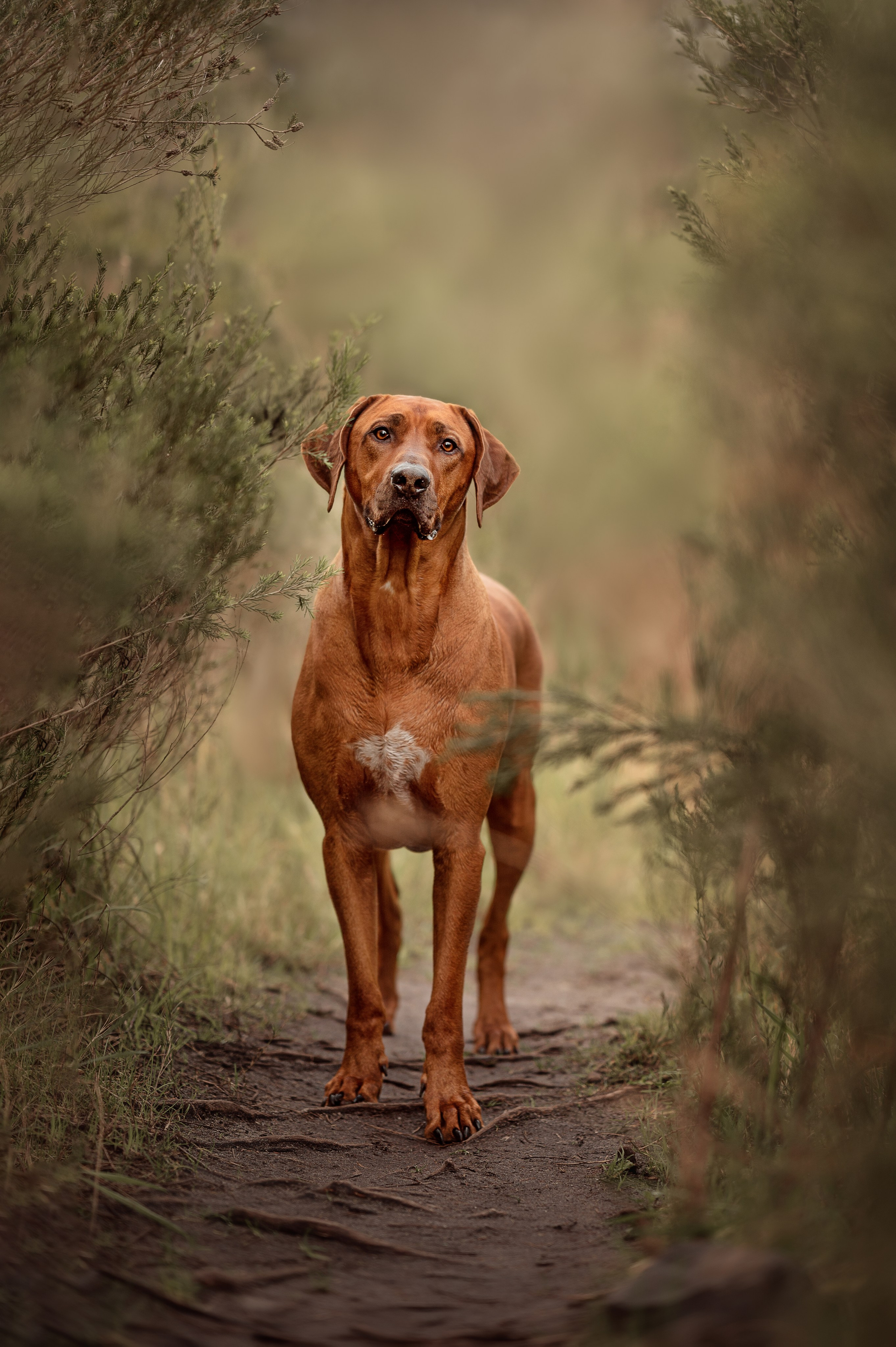 Natasha photo Photographer in Melbourne