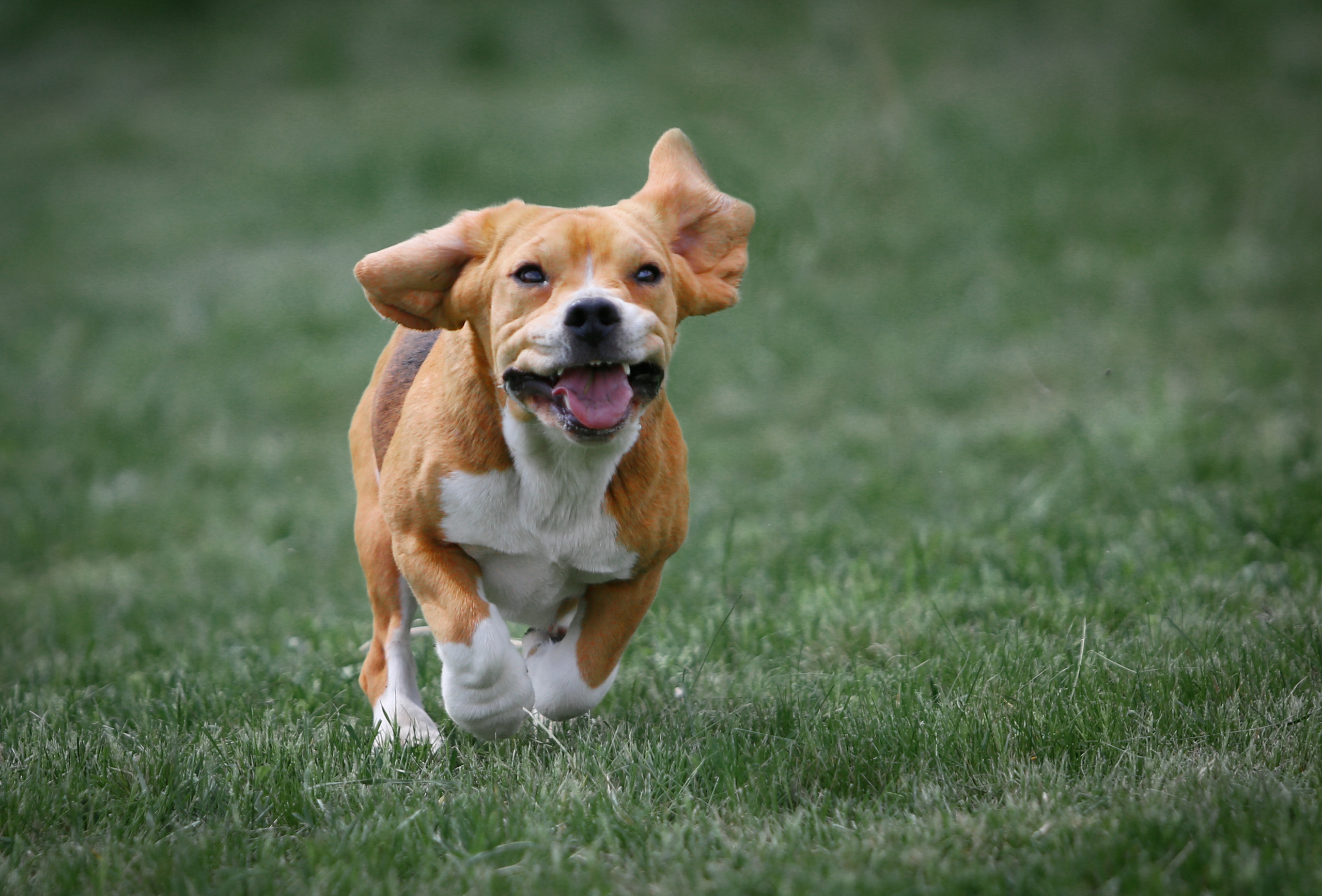 Про нас. Розплідник біглей в Україні