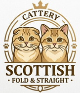 dreamcatfold.eu
