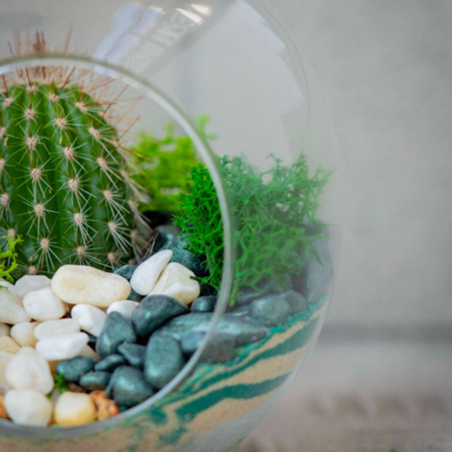 Content for a store of compositions with succulents