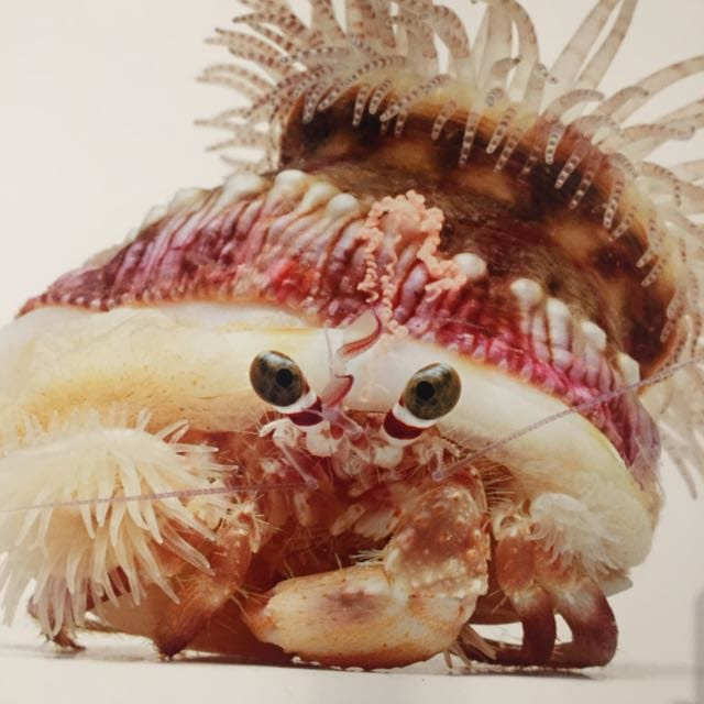 Testimonials. Your photographer on land and under water— Alexey Zaytsev