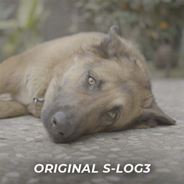 Free Sony S-Log3 Dog Footage