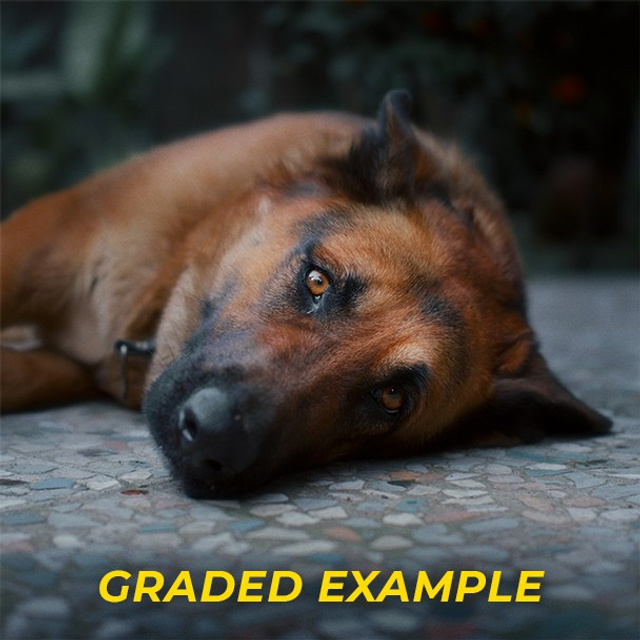 Free Sony S-Log3 Dog Footage